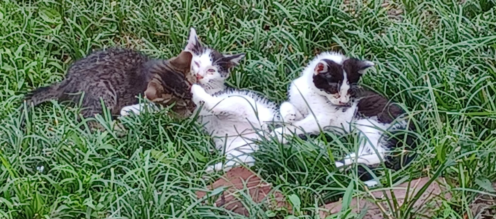 Help Five Abandoned Cats Find Safety campaign photo, 4 of 8