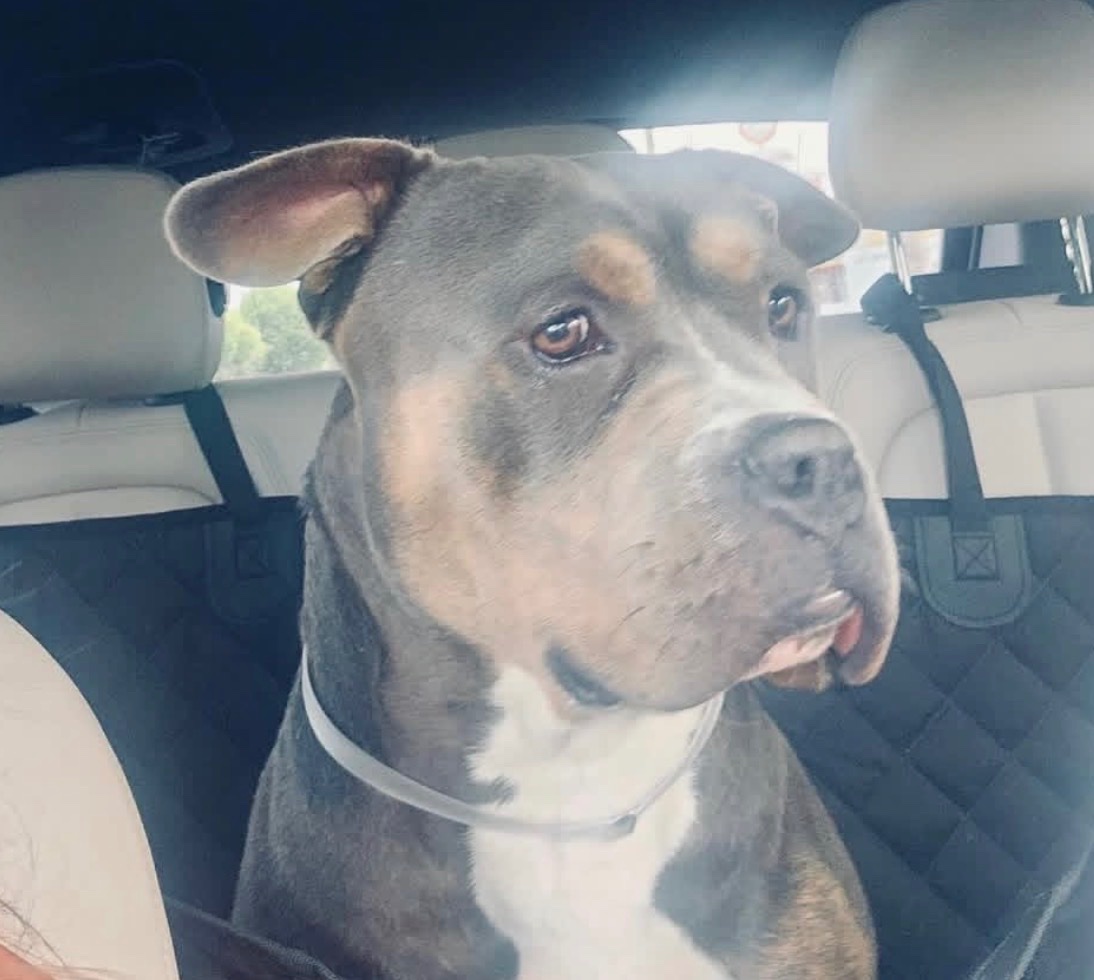 Help Bruce Get the Training He Needs for a Forever Home campaign photo, 4 of 5