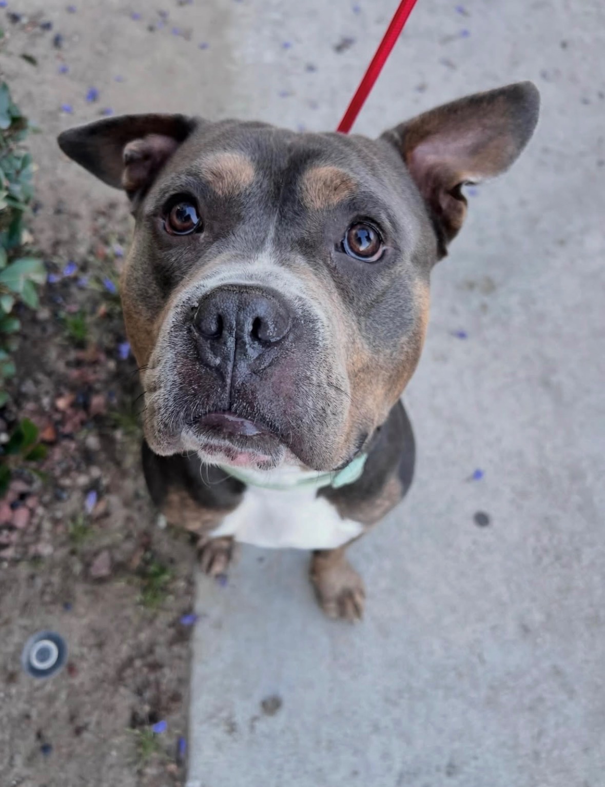 Help Bruce Get the Training He Needs for a Forever Home campaign photo, 2 of 5