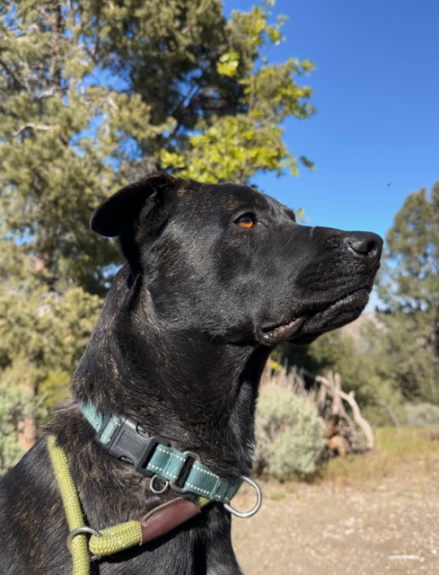 SoCal Paw Patrol: Helping Abandoned Dogs Find Home campaign photo, 10 of 11