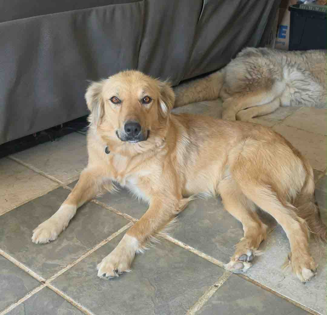 SoCal Paw Patrol: Helping Abandoned Dogs Find Home campaign photo, 4 of 11