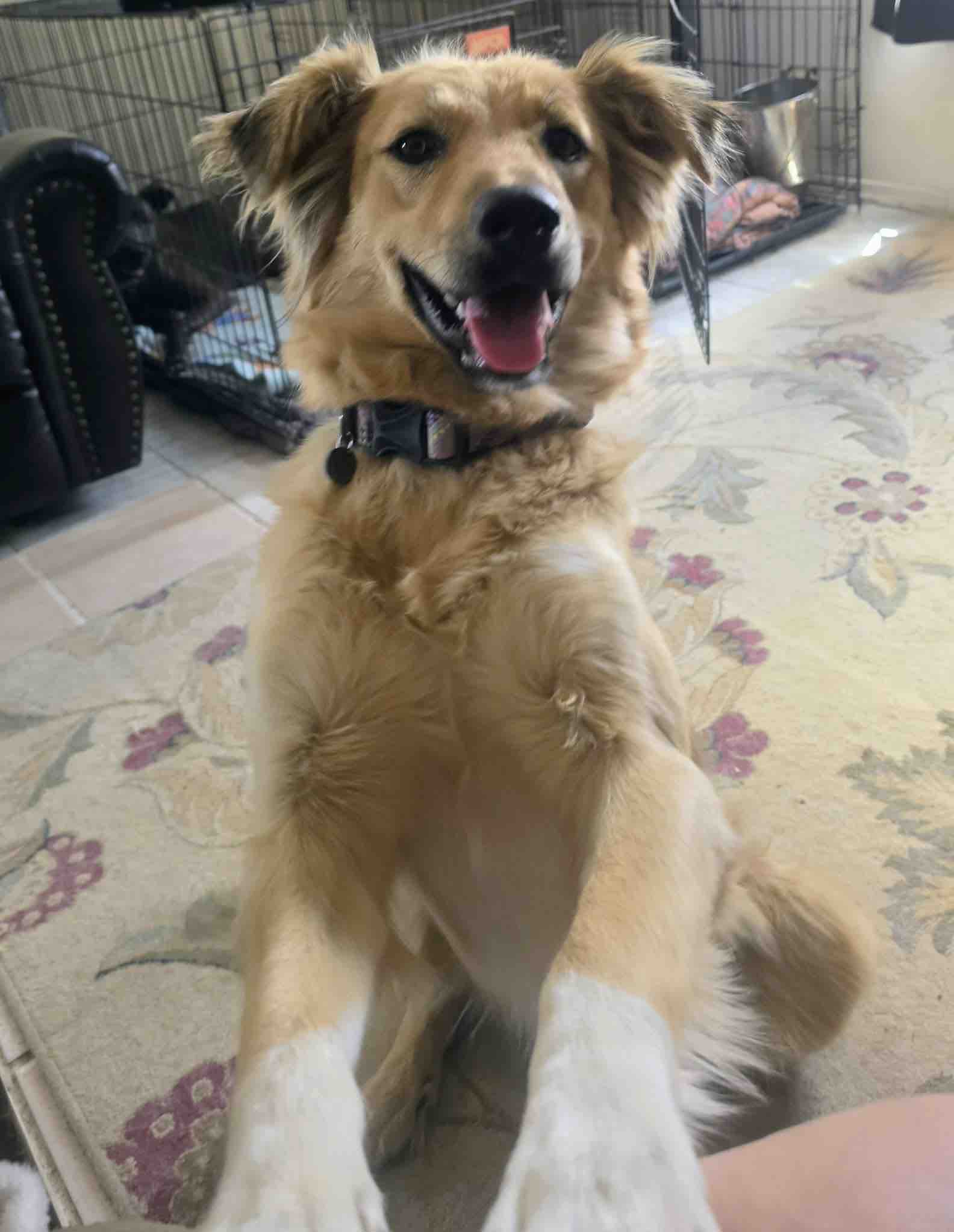 SoCal Paw Patrol: Helping Abandoned Dogs Find Home campaign photo, 5 of 11