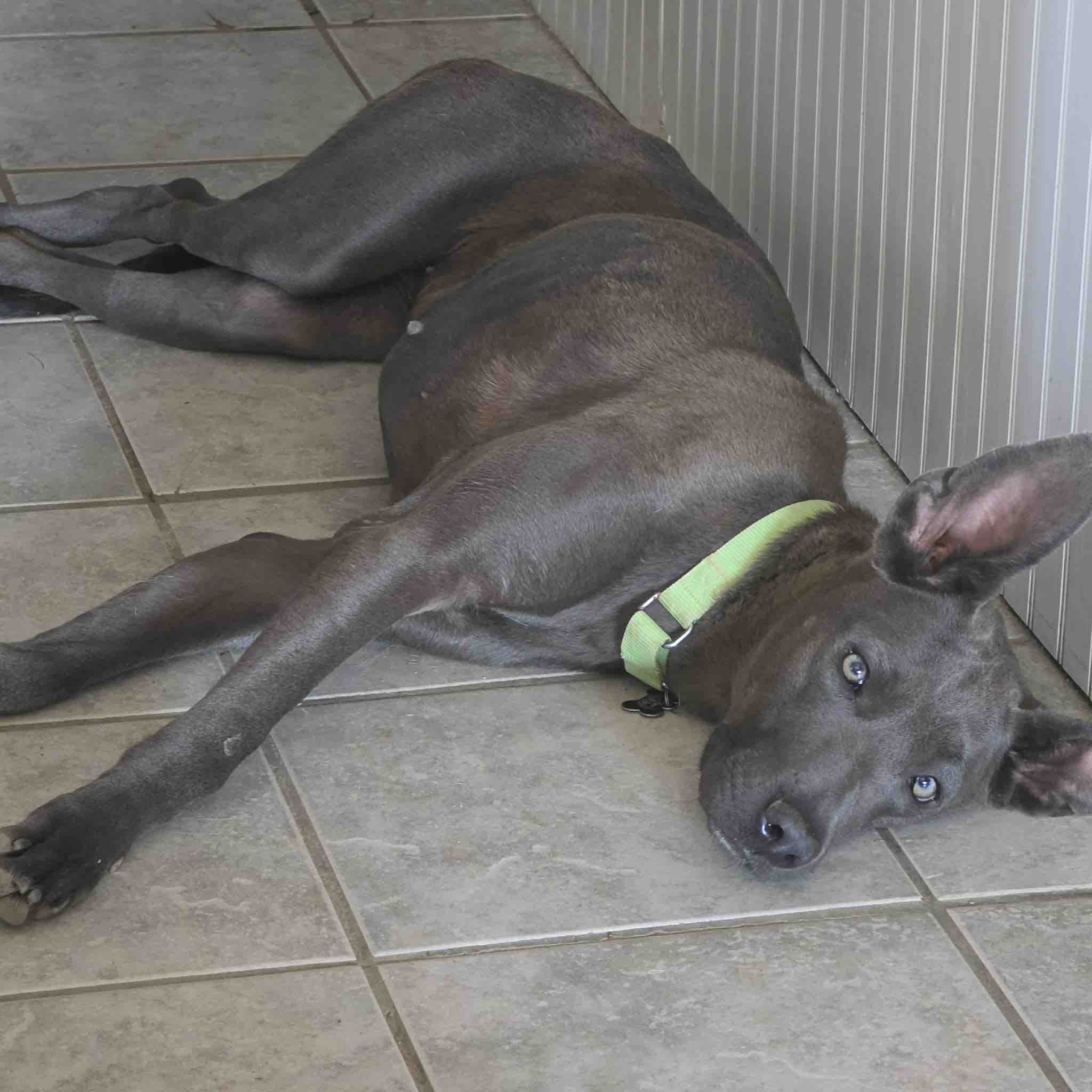 SoCal Paw Patrol: Helping Abandoned Dogs Find Home campaign photo, 6 of 11