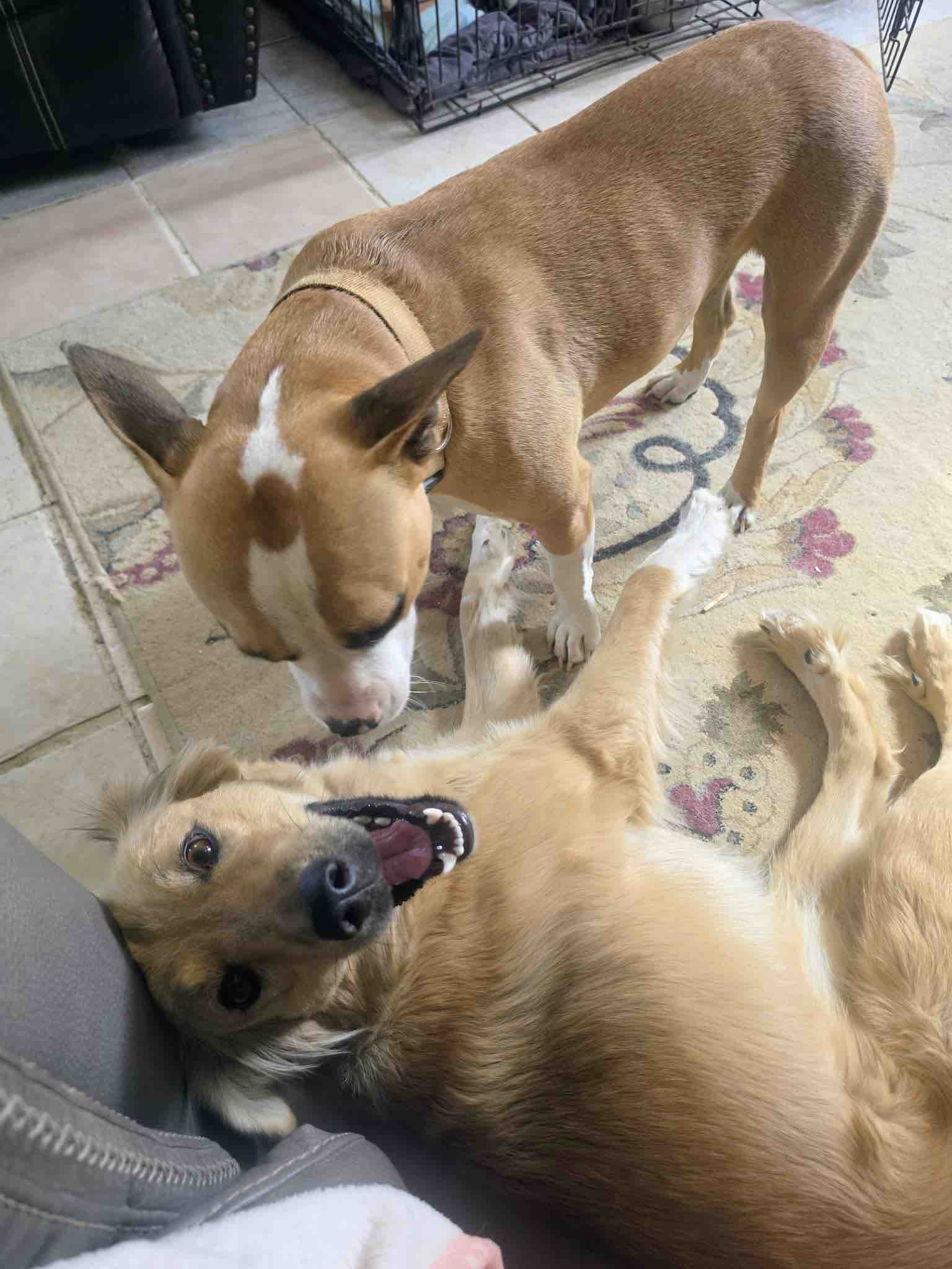 SoCal Paw Patrol: Helping Abandoned Dogs Find Home campaign photo, 8 of 11