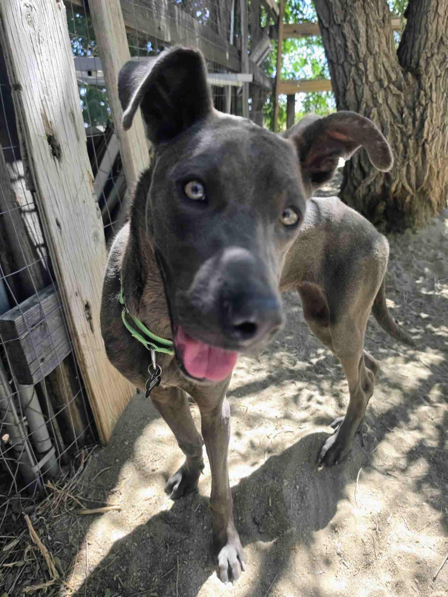 SoCal Paw Patrol: Helping Abandoned Dogs Find Home campaign photo, 9 of 11