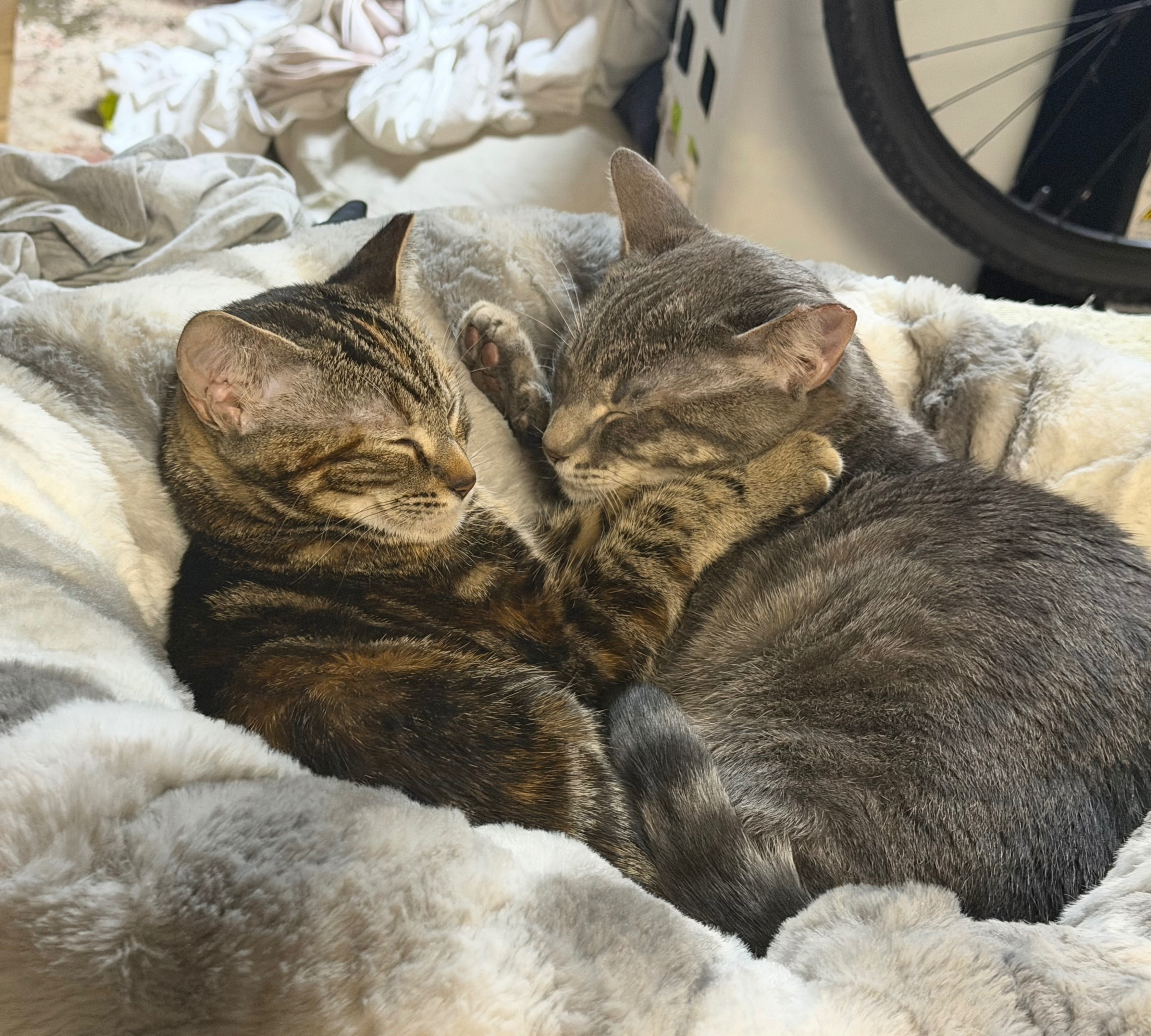 CC ANIMAL RESCUE campaign photo, 7 of 8