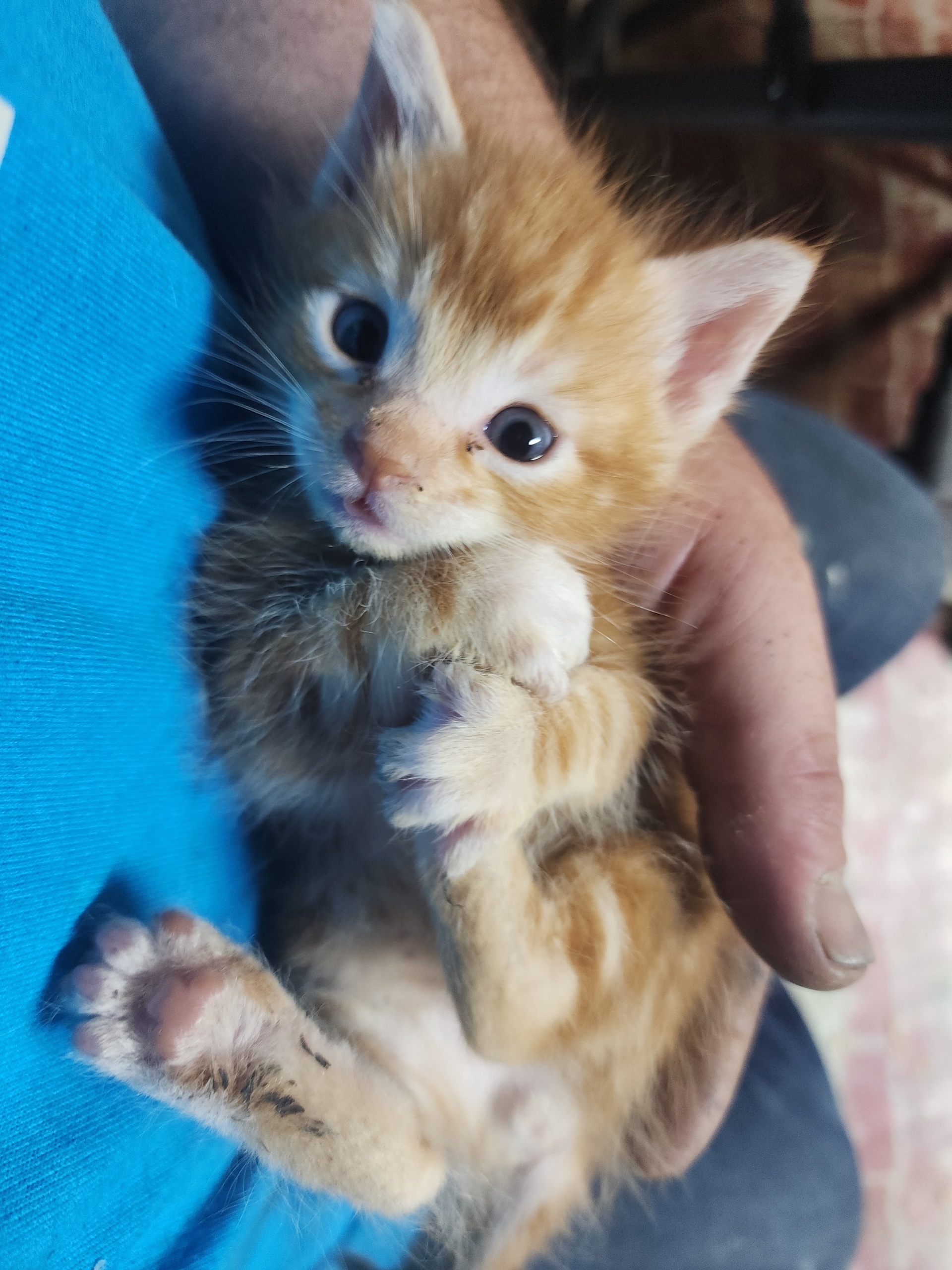 CC ANIMAL RESCUE campaign photo, 2 of 8