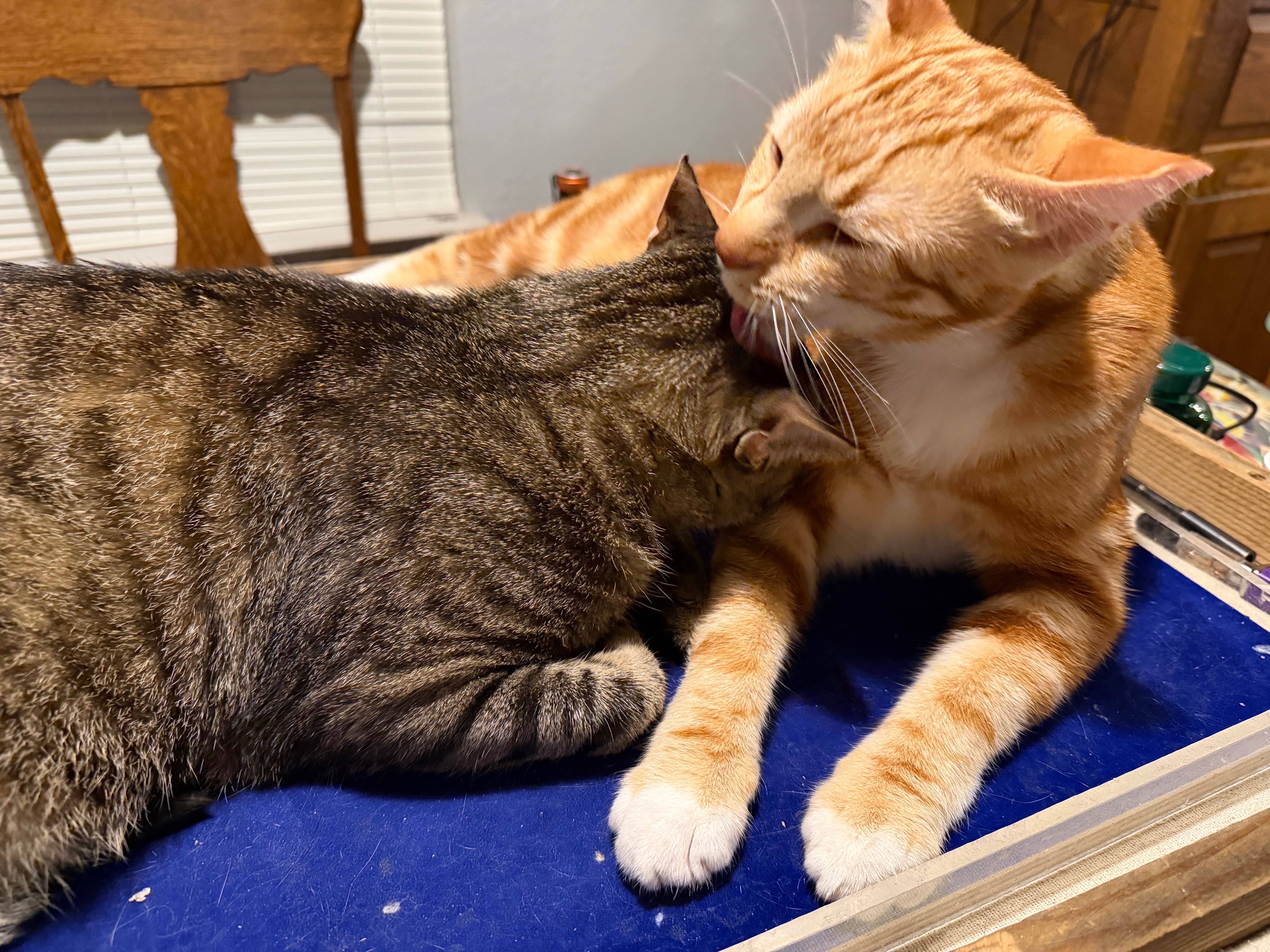 CC ANIMAL RESCUE campaign photo, 6 of 8