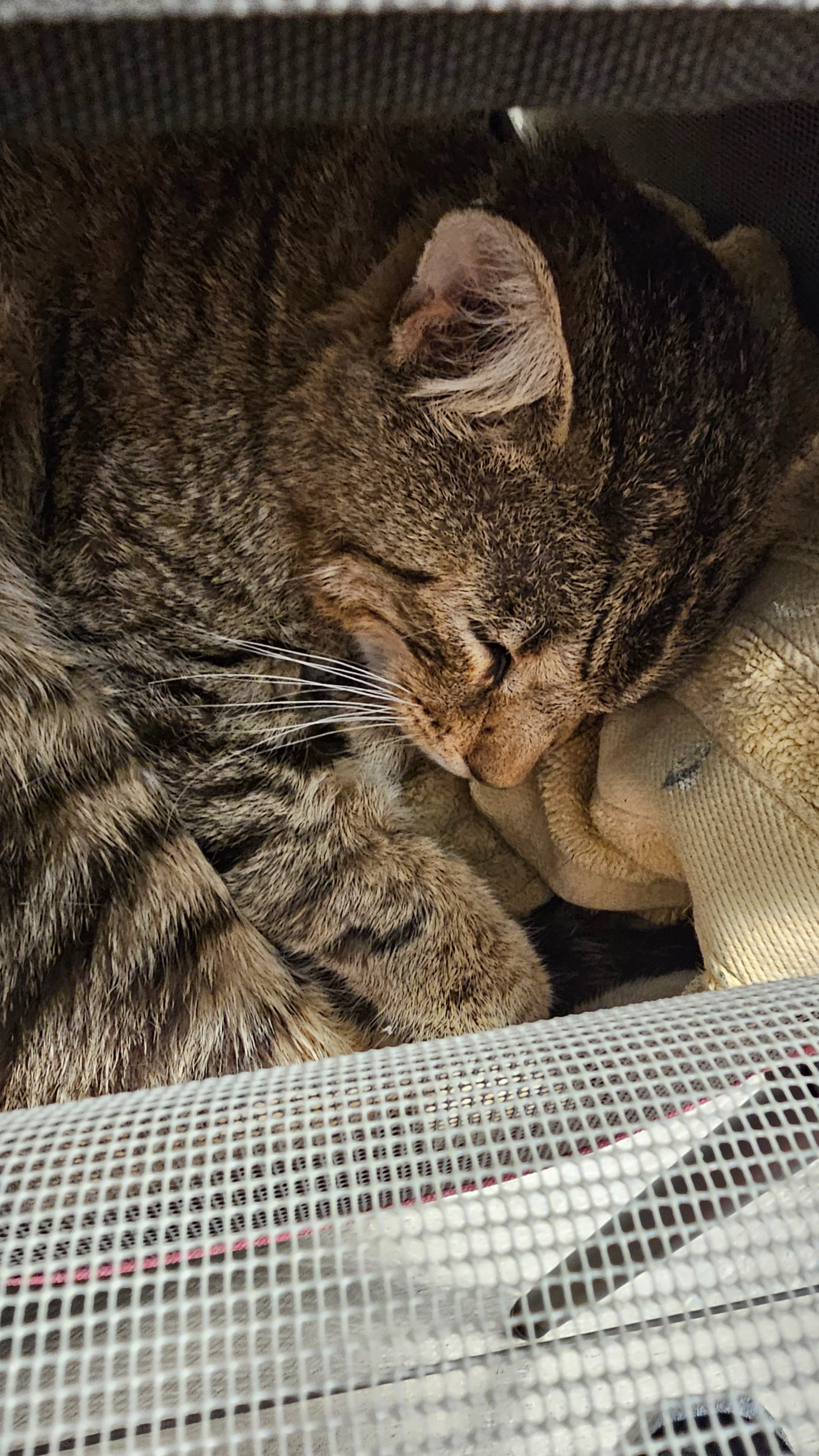 Fundraiser by Christopher Pak : Help Zoro Get Medical Care and a