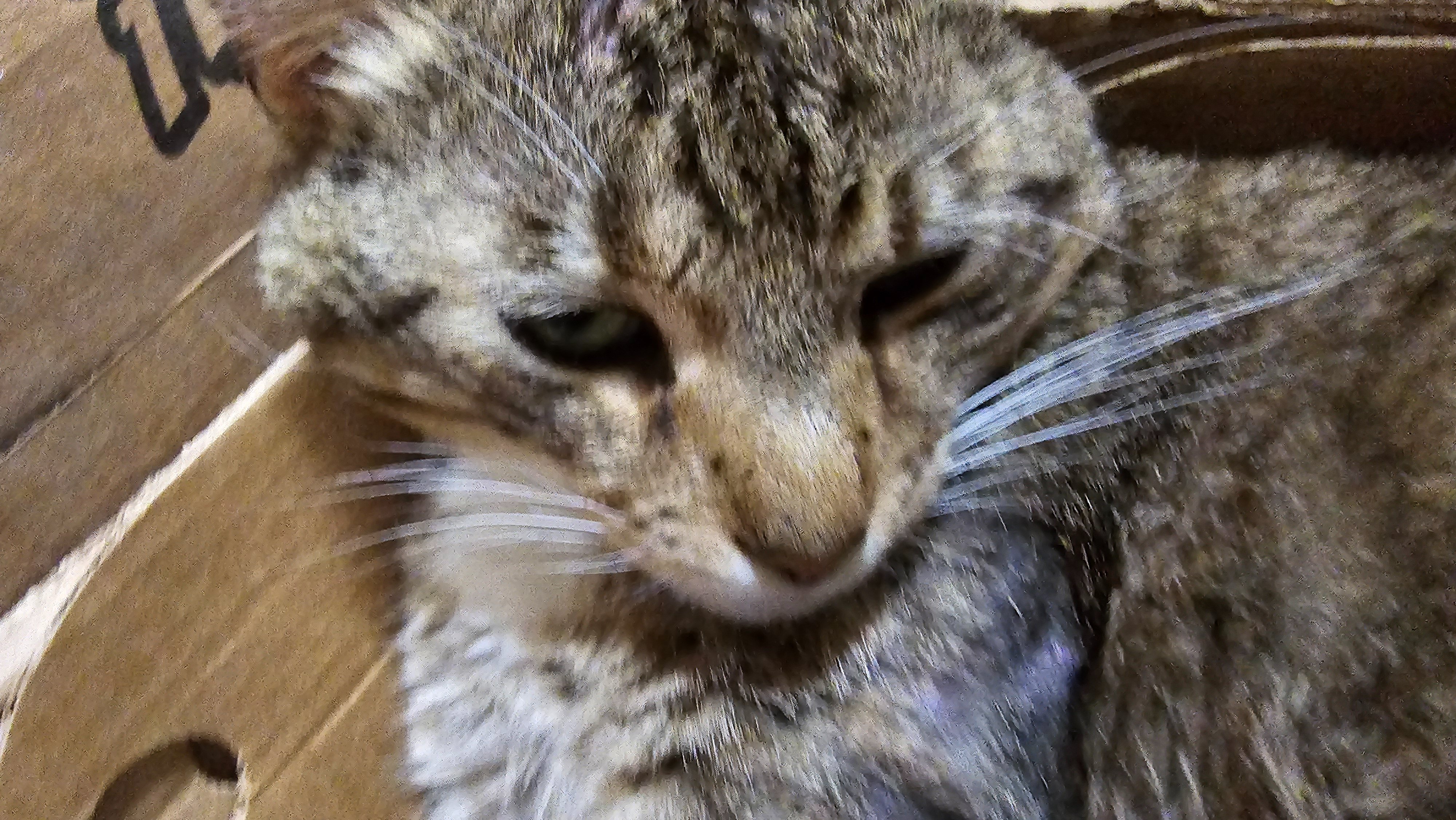 Fundraiser by Christopher Pak : Help Zoro Get Medical Care and a