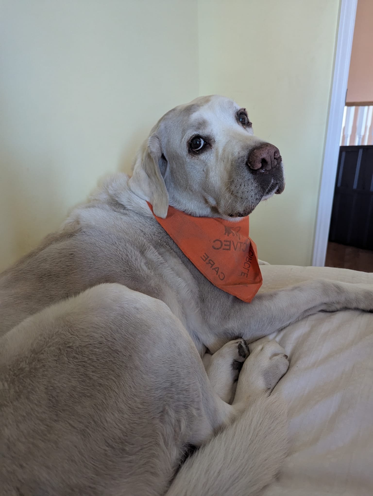 My dog has cancer in his leg and it needs to be amputated campaign photo, 6 of 7