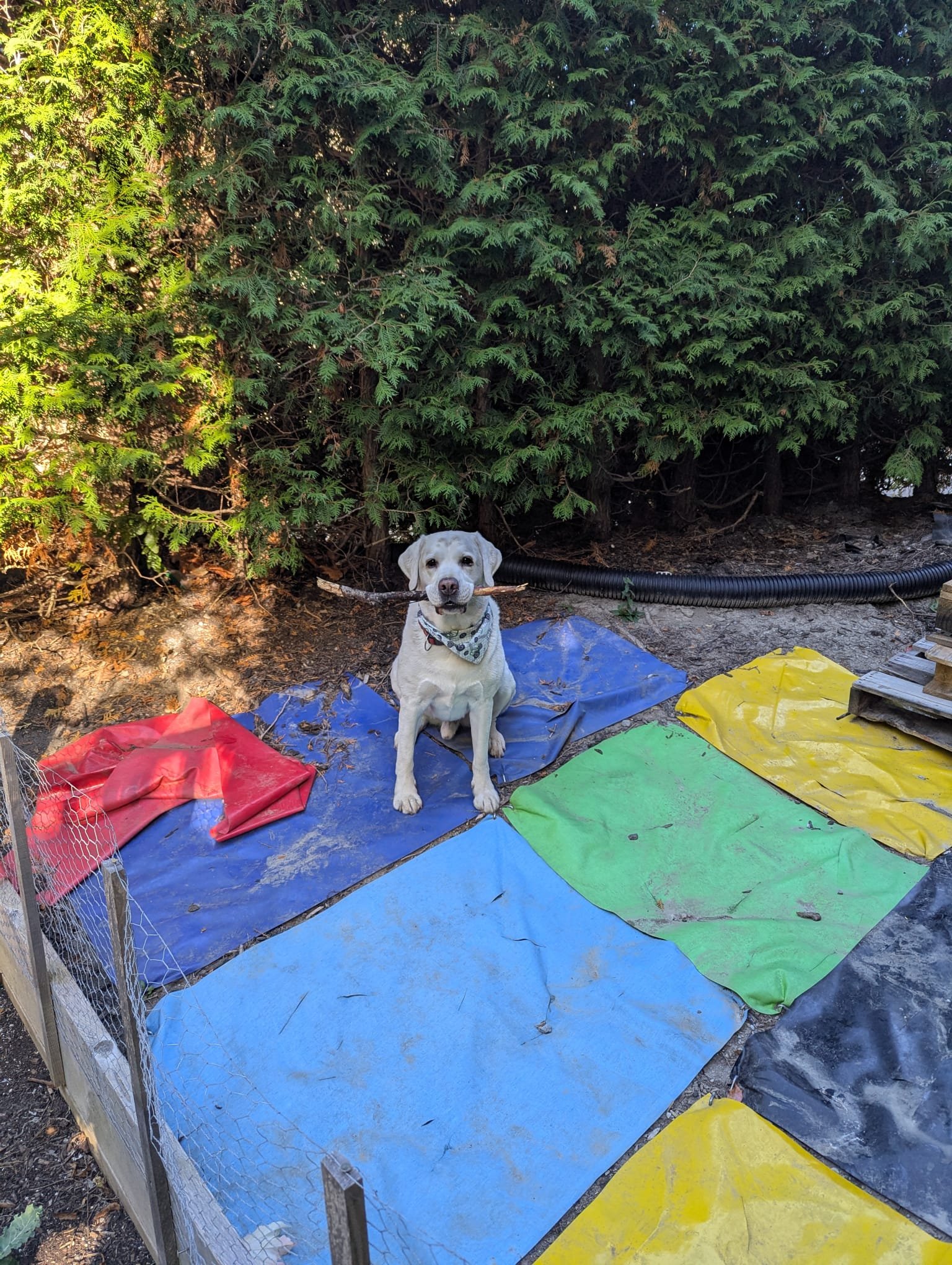 My dog has cancer in his leg and it needs to be amputated campaign photo, 4 of 7
