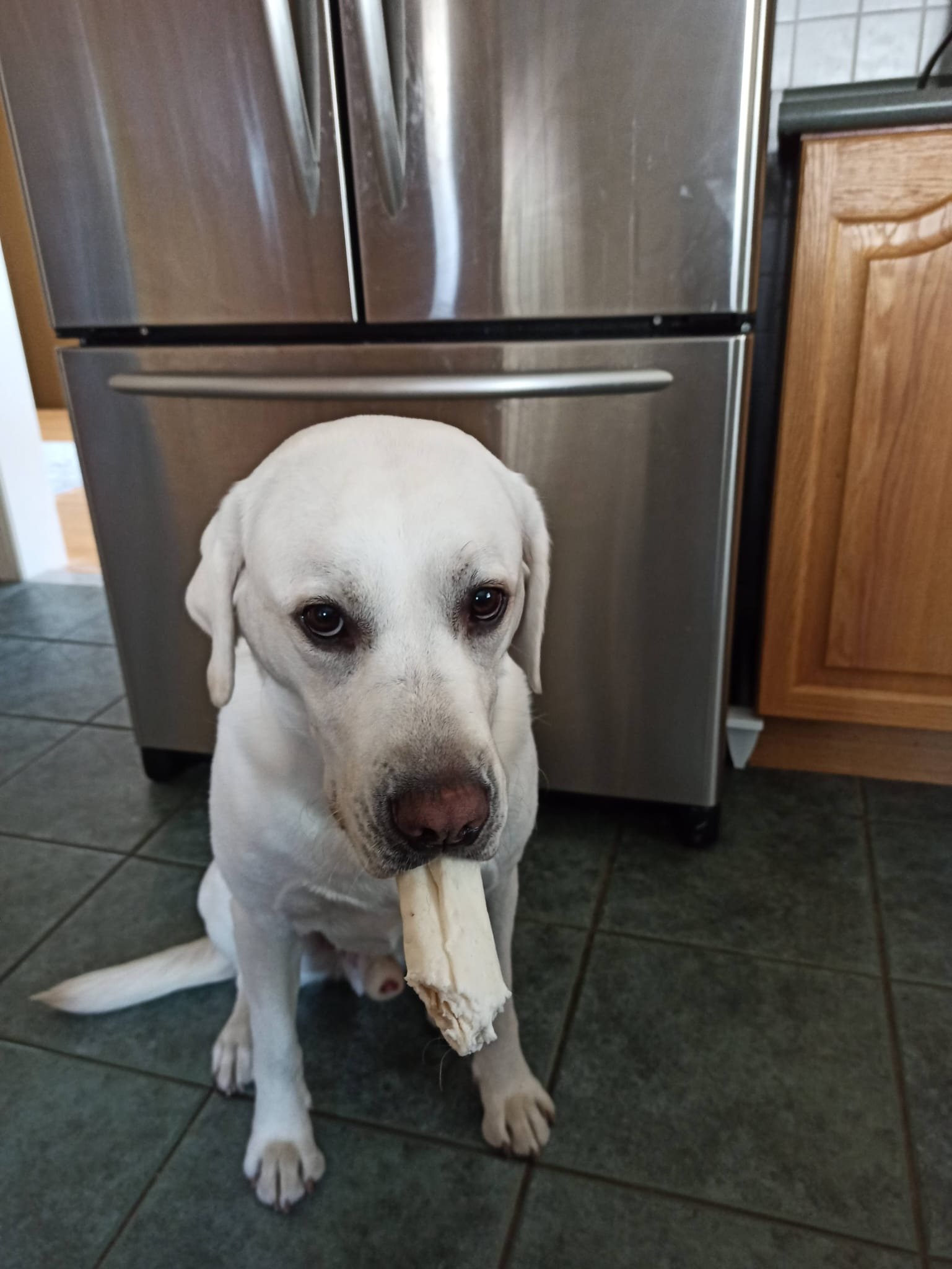 My dog has cancer in his leg and it needs to be amputated campaign photo, 5 of 7
