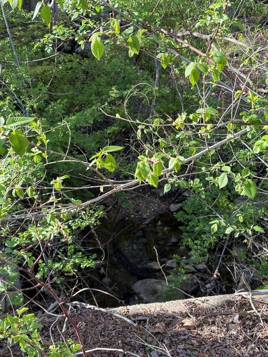 Save Lake Massabesic from Overlook Estates campaign photo, 2 of 8