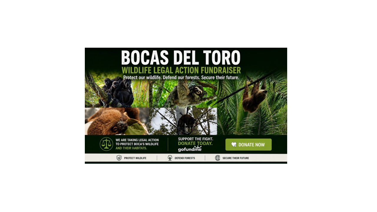 Help us to save Isla Colon Wildlife and Wildlife corridors. campaign photo, 2 of 4