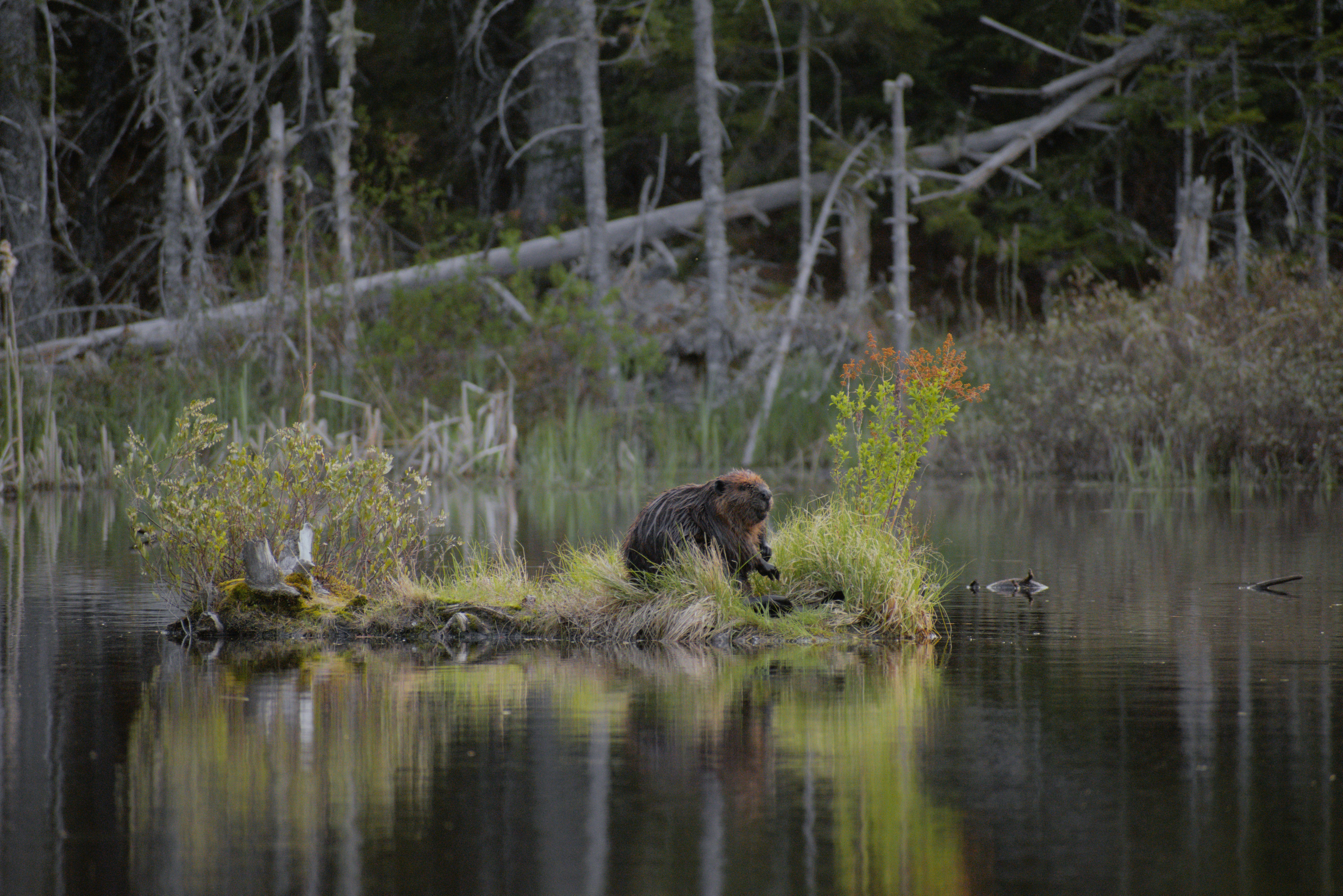 Help Launch Canada's First National Beaver Organization! campaign photo, 2 of 8