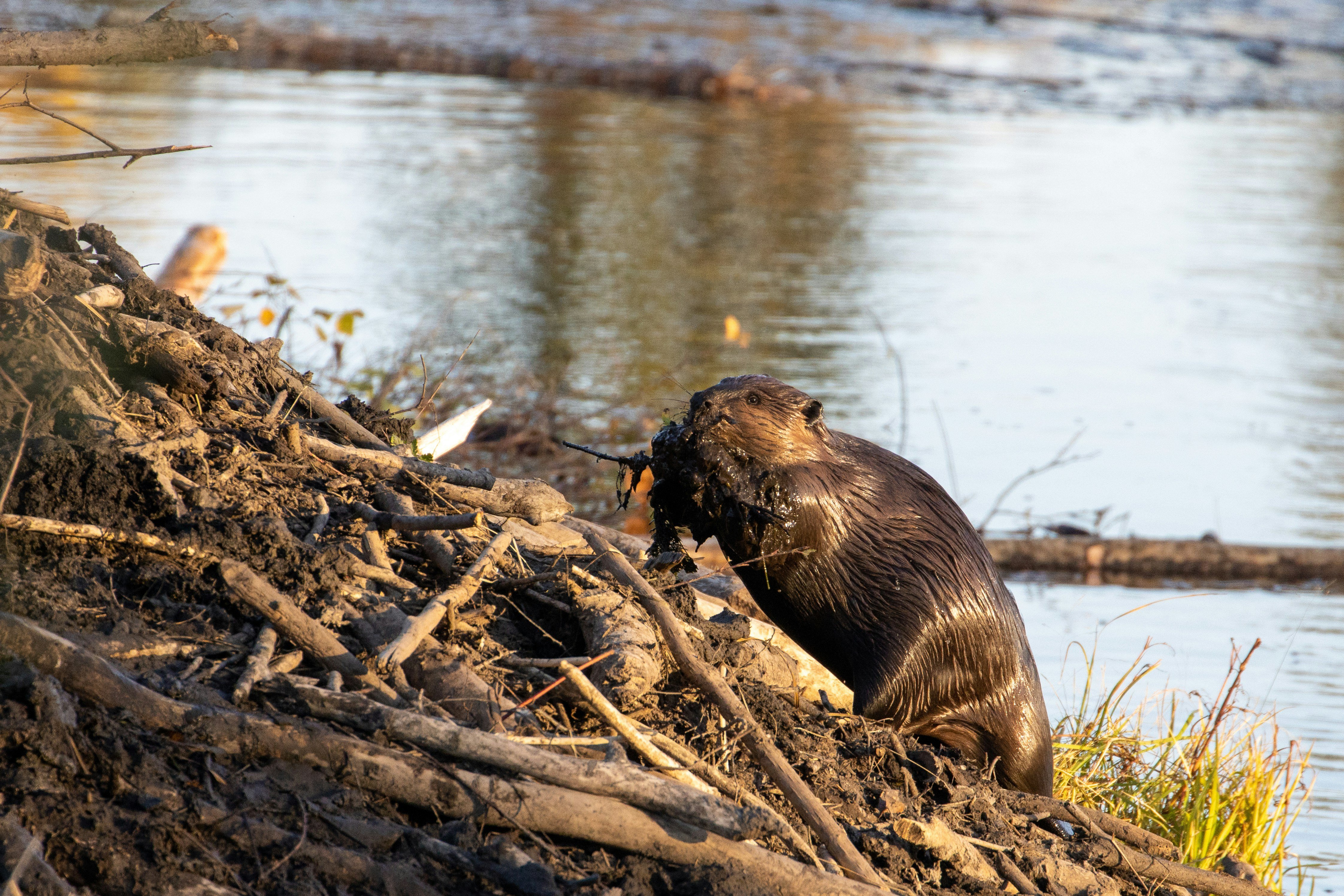 Help Launch Canada's First National Beaver Organization! campaign photo, 5 of 8
