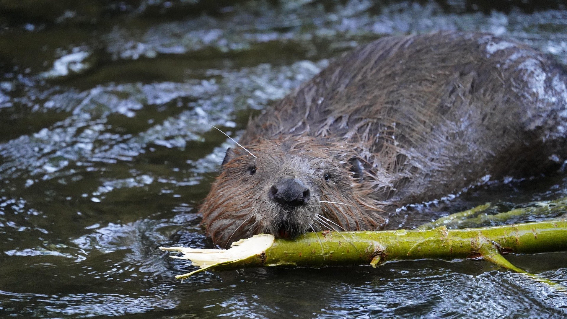 Help Launch Canada's First National Beaver Organization! campaign photo, 6 of 8