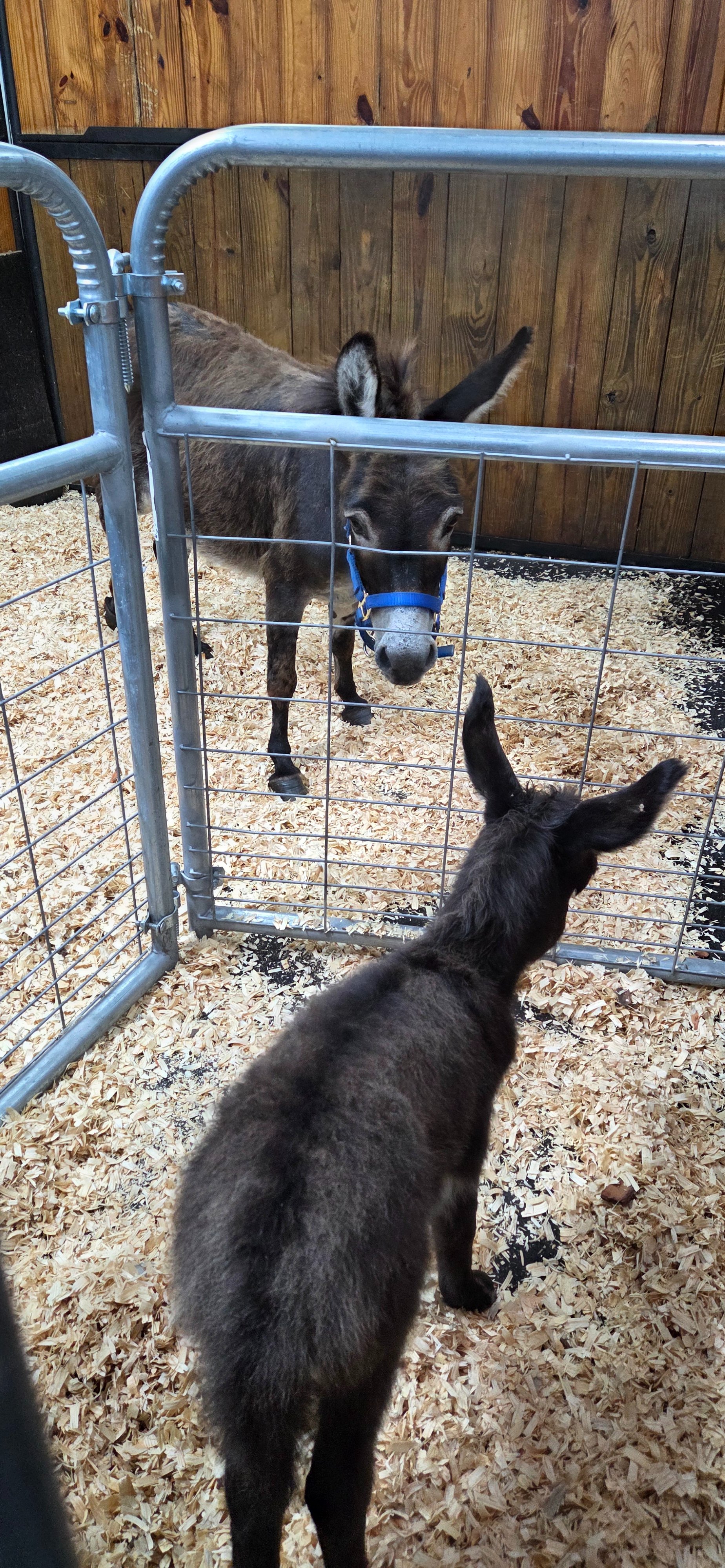 Fundraiser by MARISA DUNGAN : Support Baby Donkey Nutty Buddy's Recovery