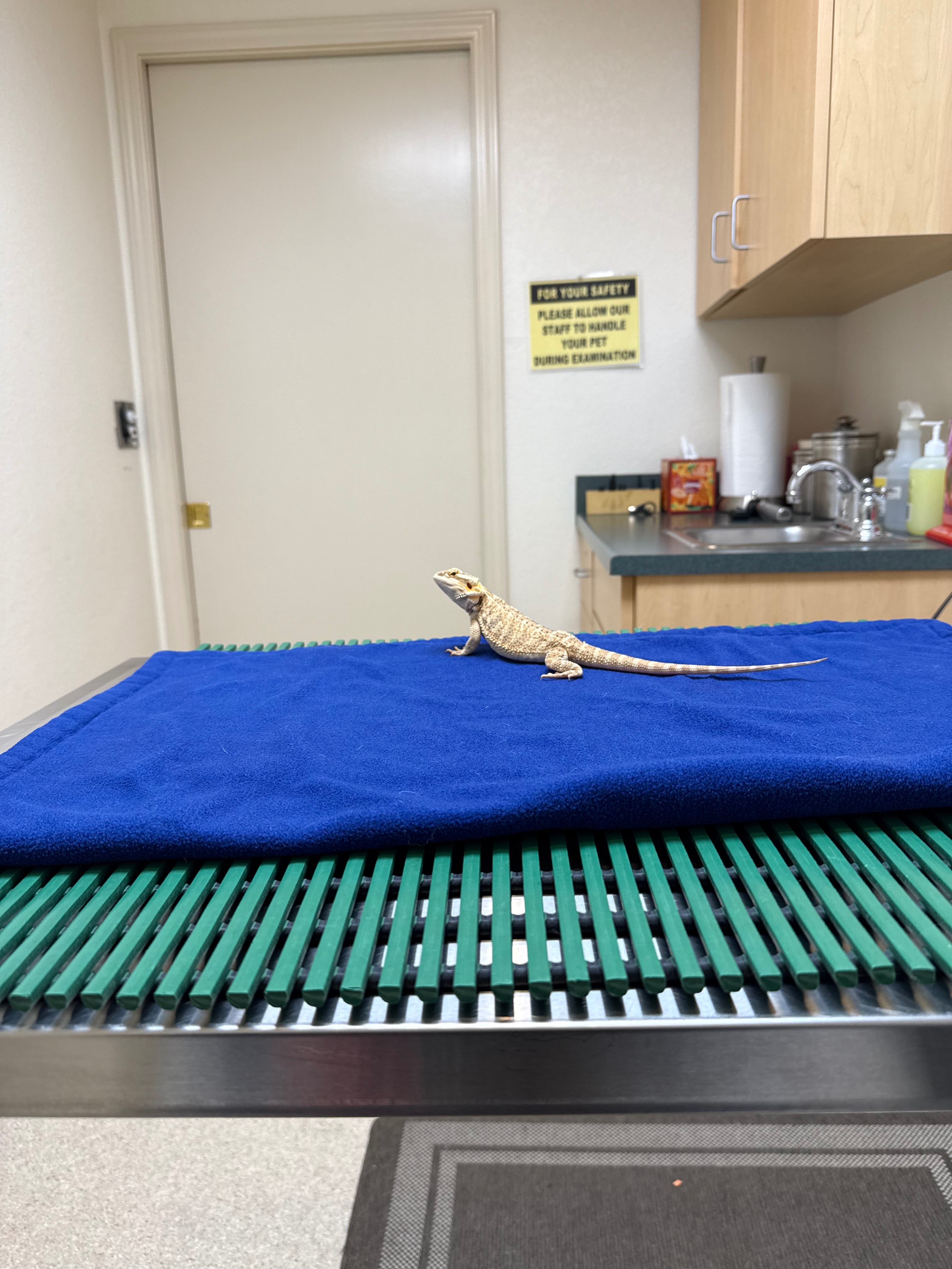 Help Mushu Recover: Vet Care & Support campaign photo, 7 of 8