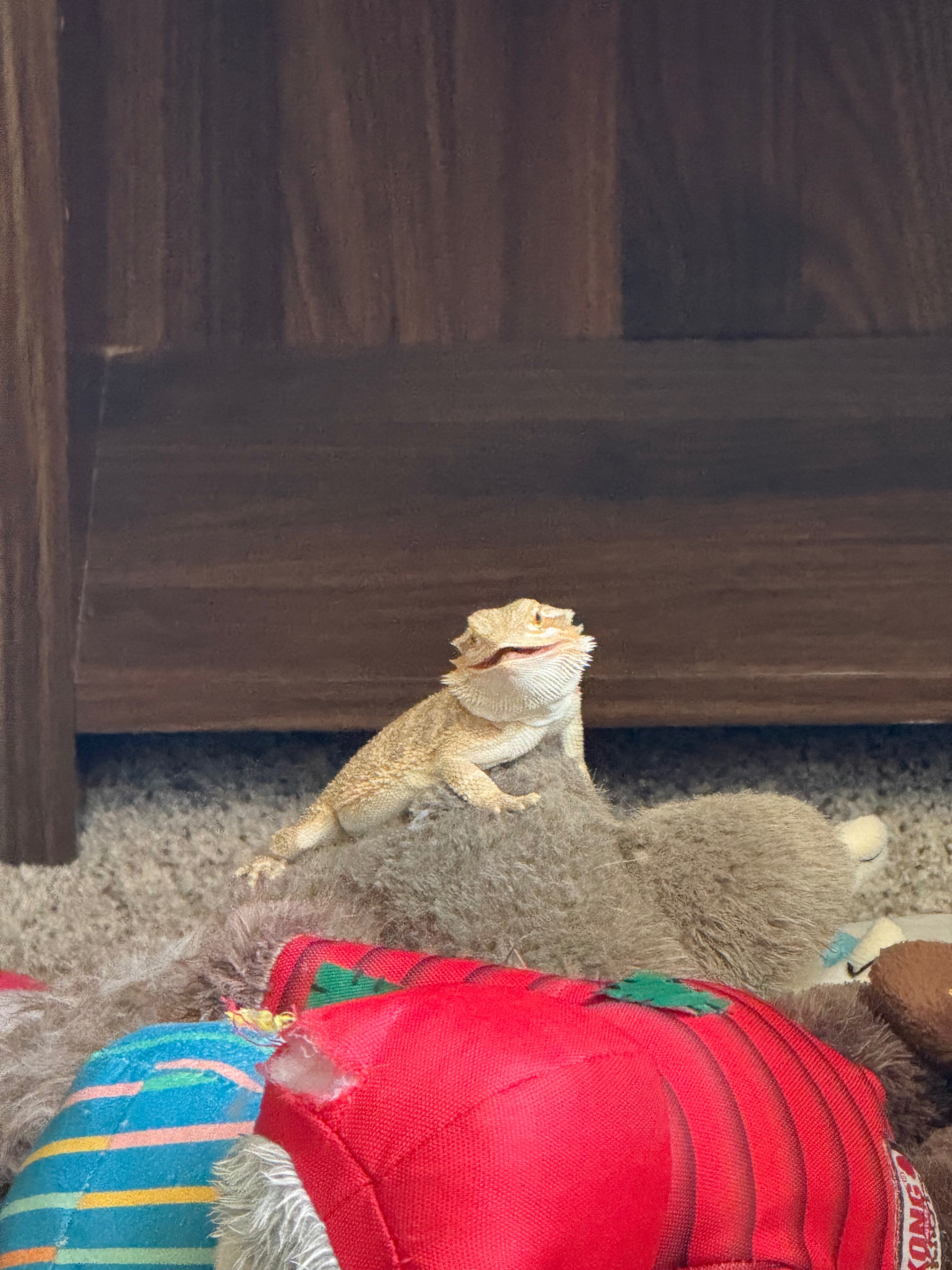 Help Mushu Recover: Vet Care & Support campaign photo, 2 of 8