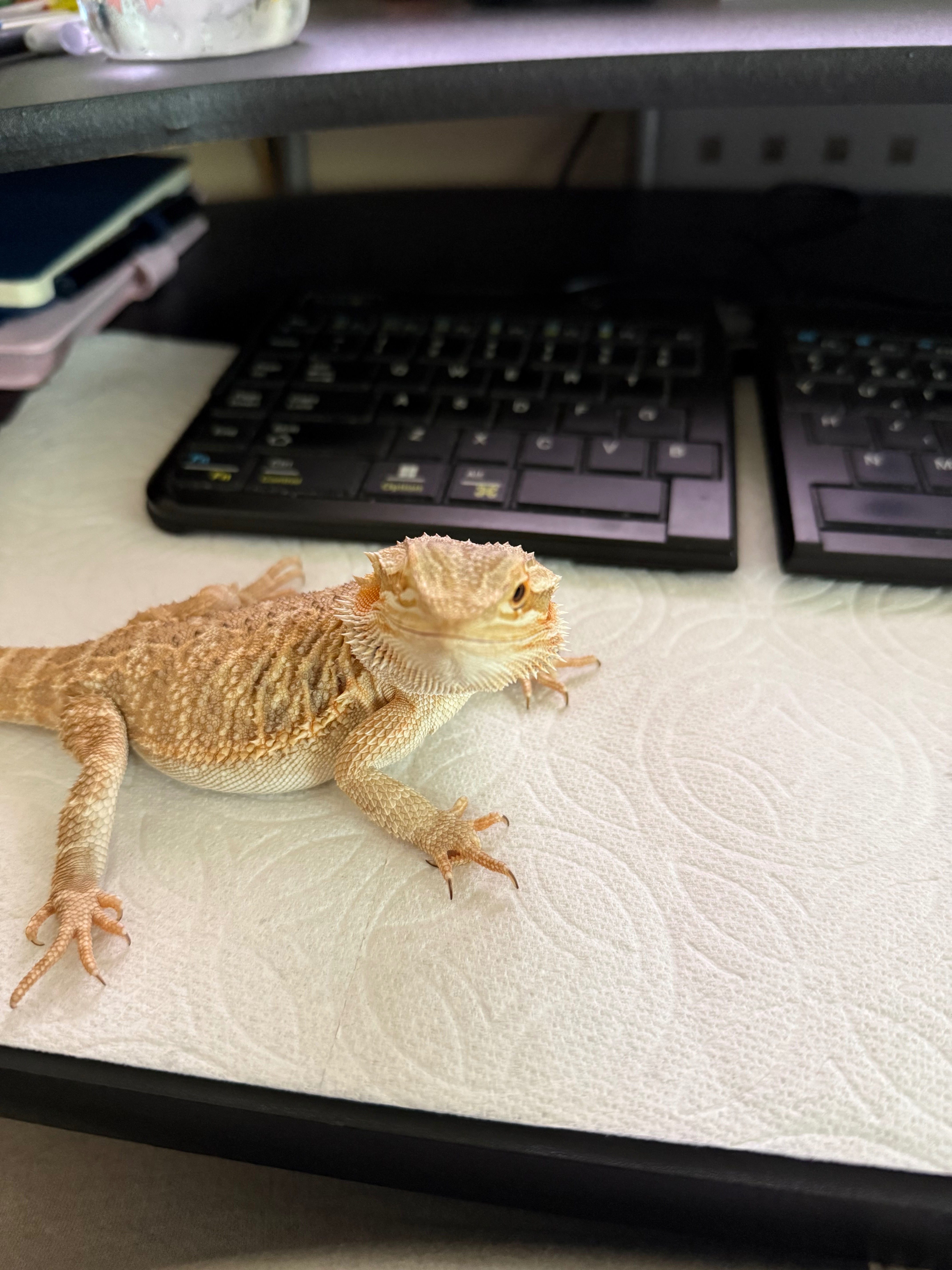 Help Mushu Recover: Vet Care & Support campaign photo, 5 of 8