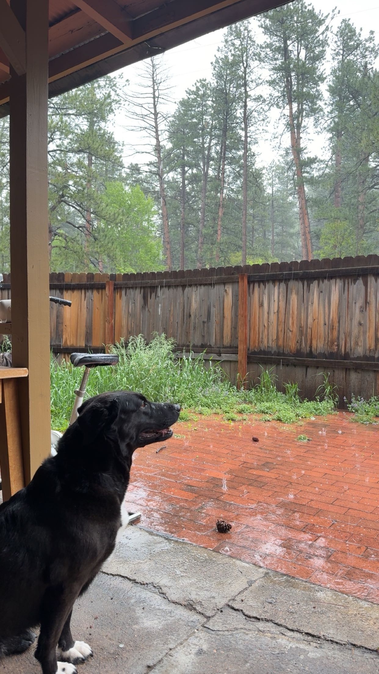 Help Layla Rebuild After Aspen Wildfire campaign photo, 4 of 8