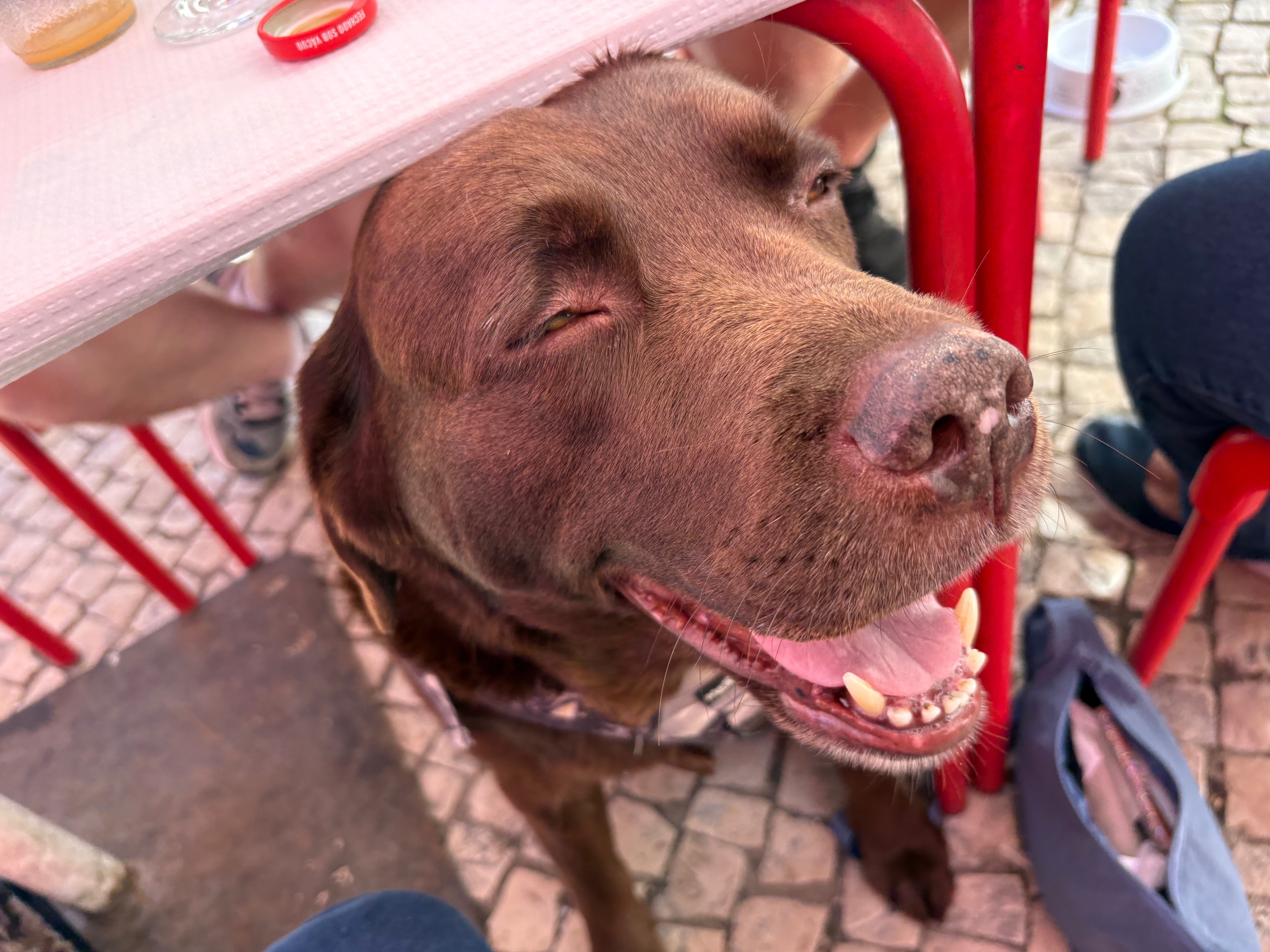 Help Java receive life saving treatment campaign photo, 2 of 5