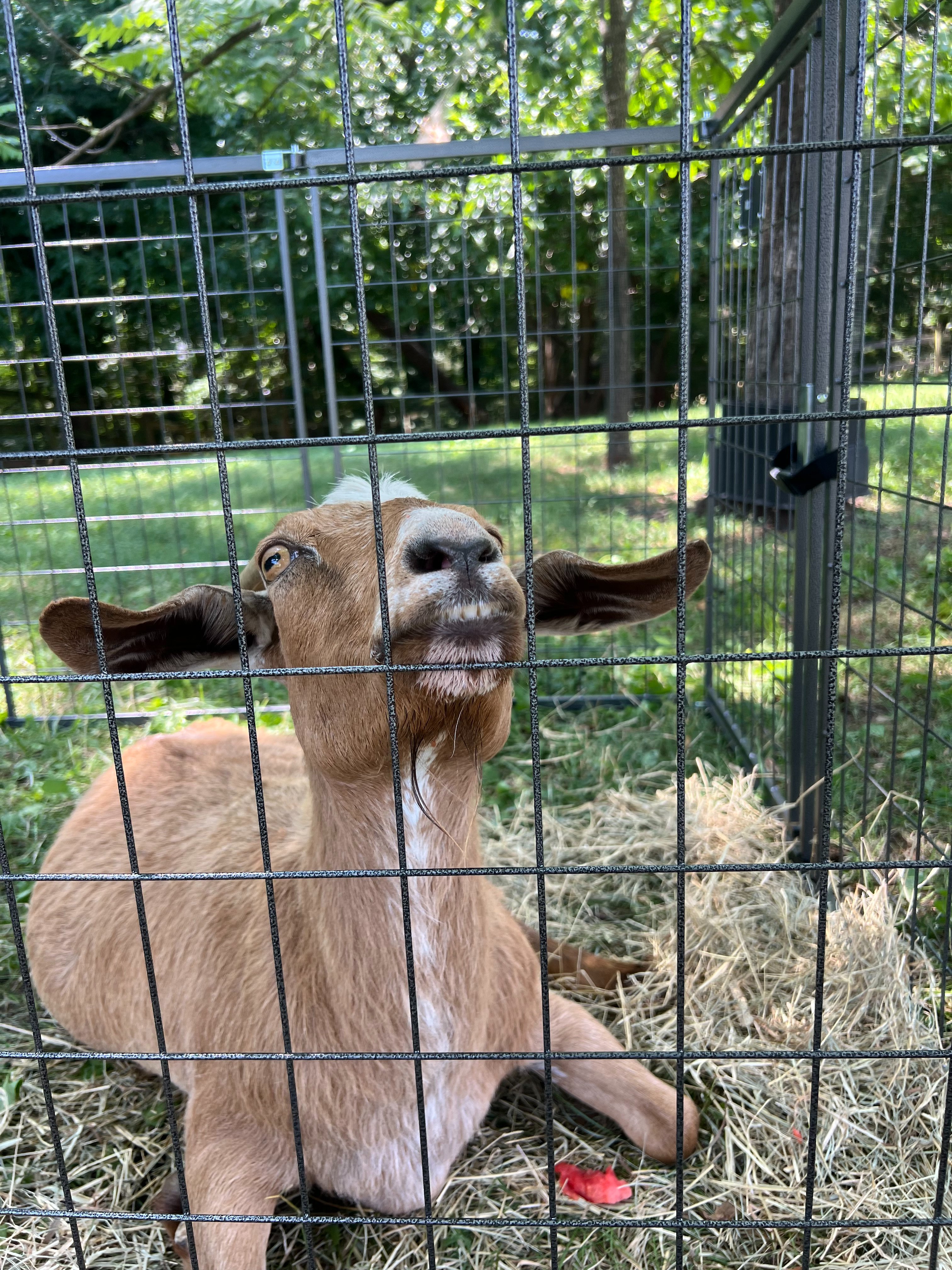 Help Rescued Goats, Bertie & Butter, Recover from Dog Attack campaign photo, 7 of 8