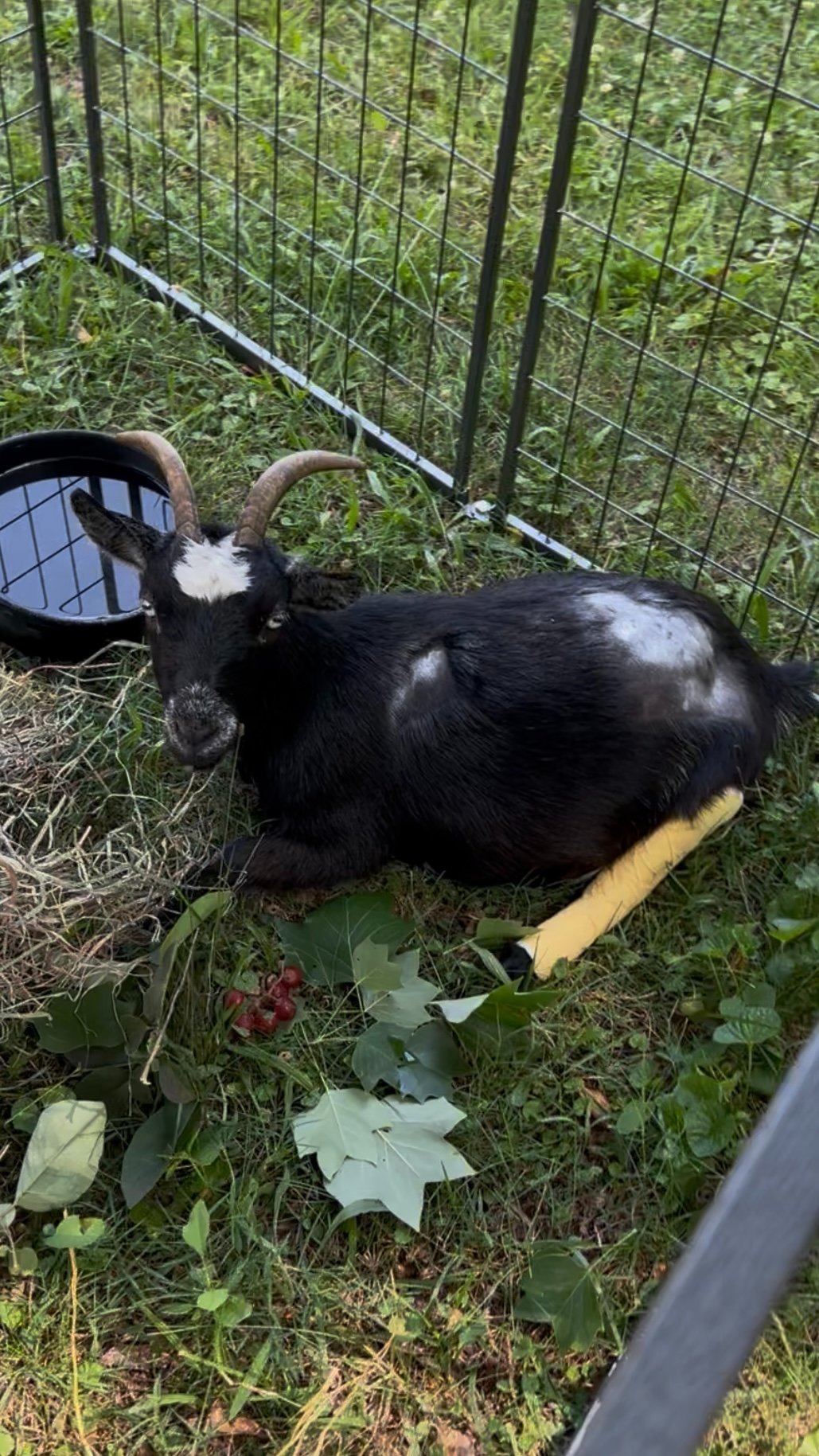 Help Rescued Goats, Bertie & Butter, Recover from Dog Attack campaign photo, 2 of 8
