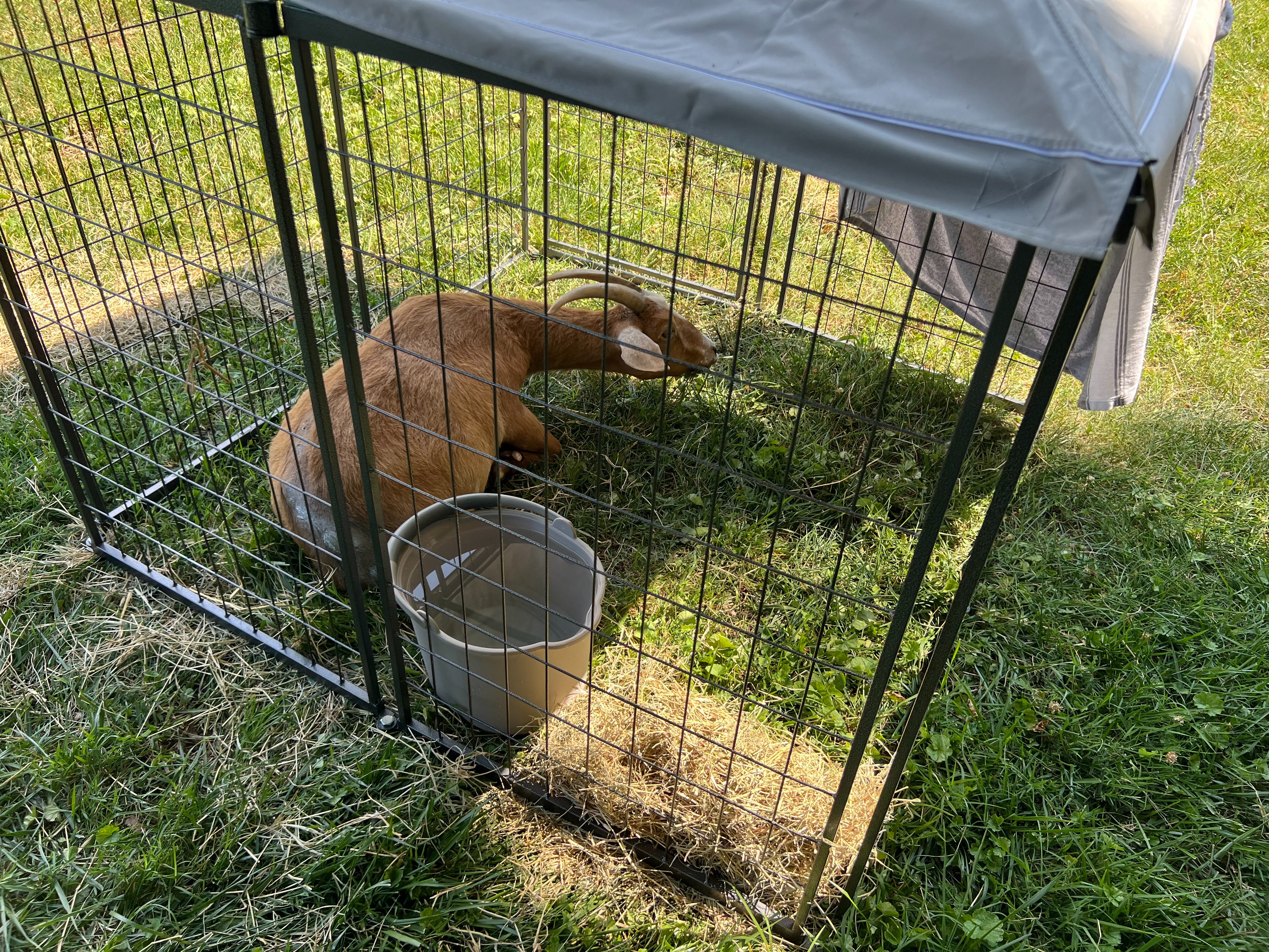 Help Rescued Goats, Bertie & Butter, Recover from Dog Attack campaign photo, 4 of 8