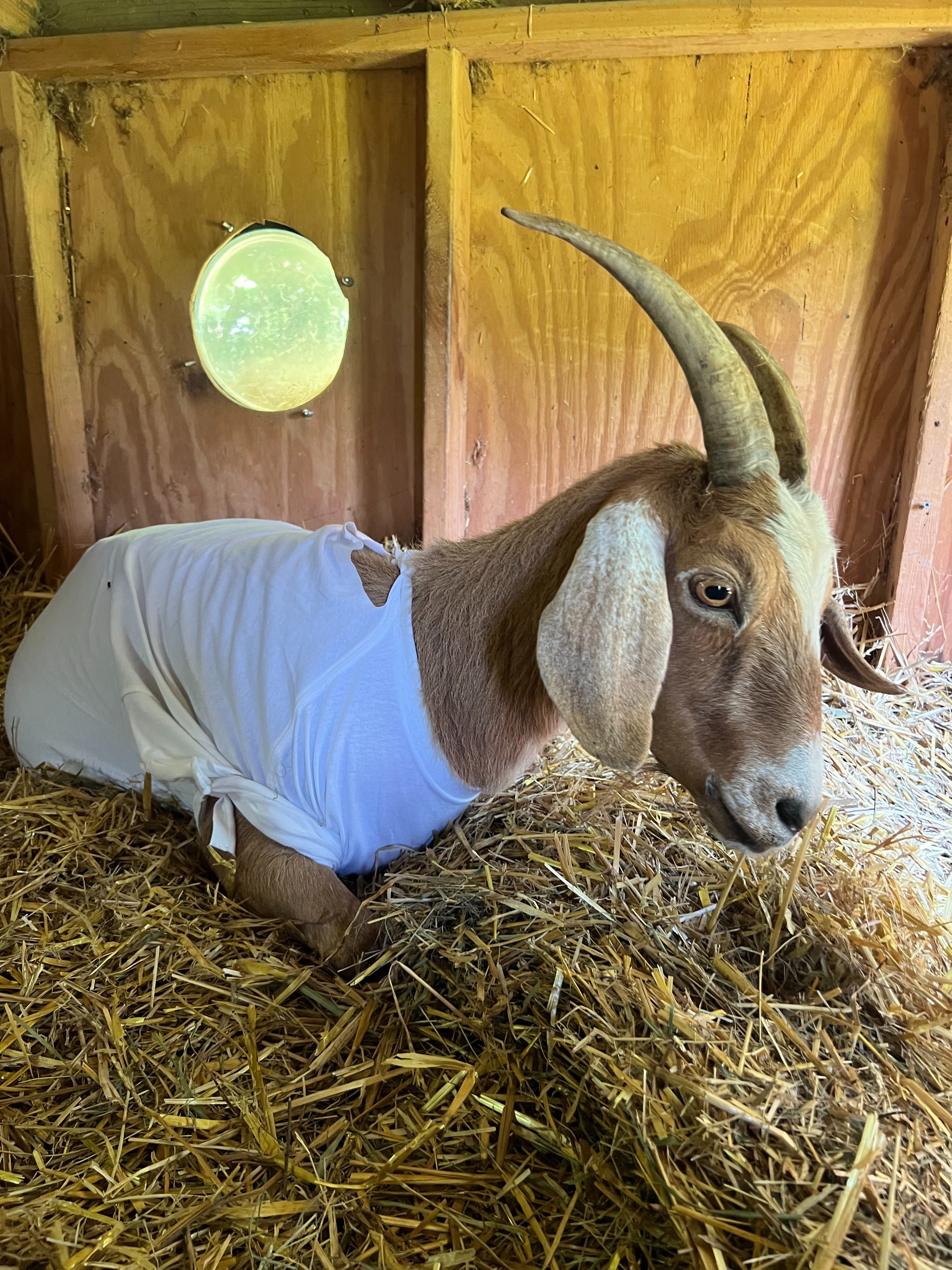 Help Rescued Goats, Bertie & Butter, Recover from Dog Attack campaign photo, 5 of 8