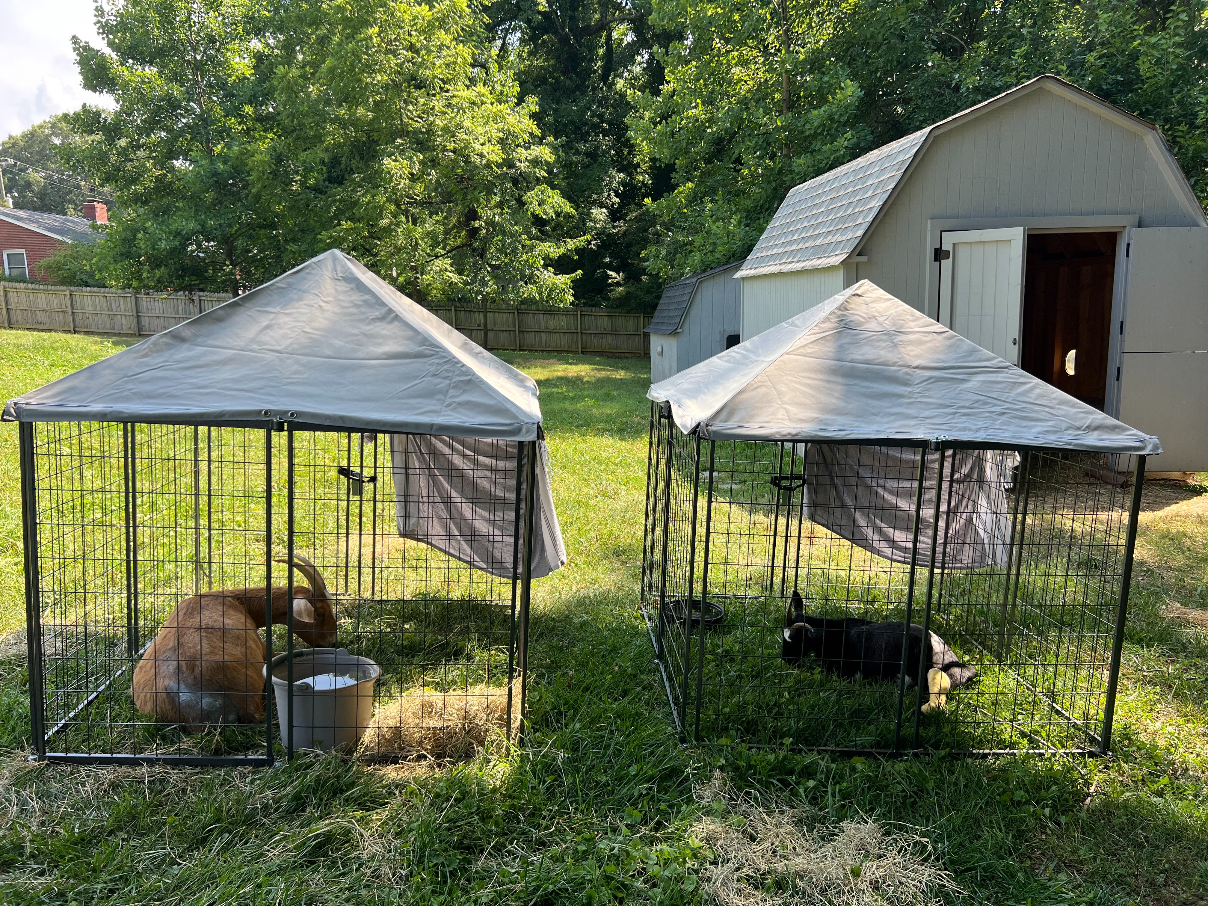 Help Rescued Goats, Bertie & Butter, Recover from Dog Attack campaign photo, 6 of 8
