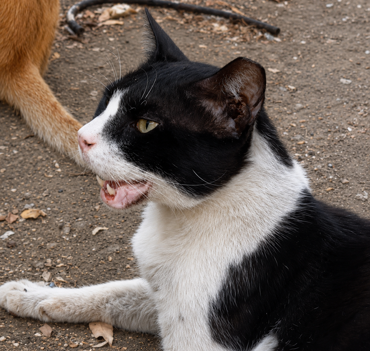 Help Helena Continue Saving Dubai’s Stray Cats campaign photo, 7 of 8