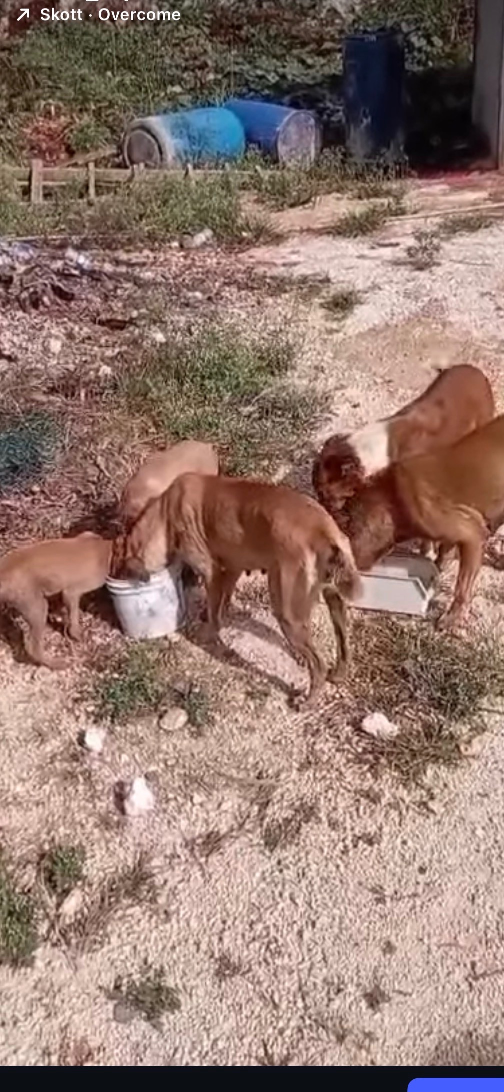 Foto van campagne Help Save the Forgotten Street Dogs of Jamaica ⭐, 7 van 8