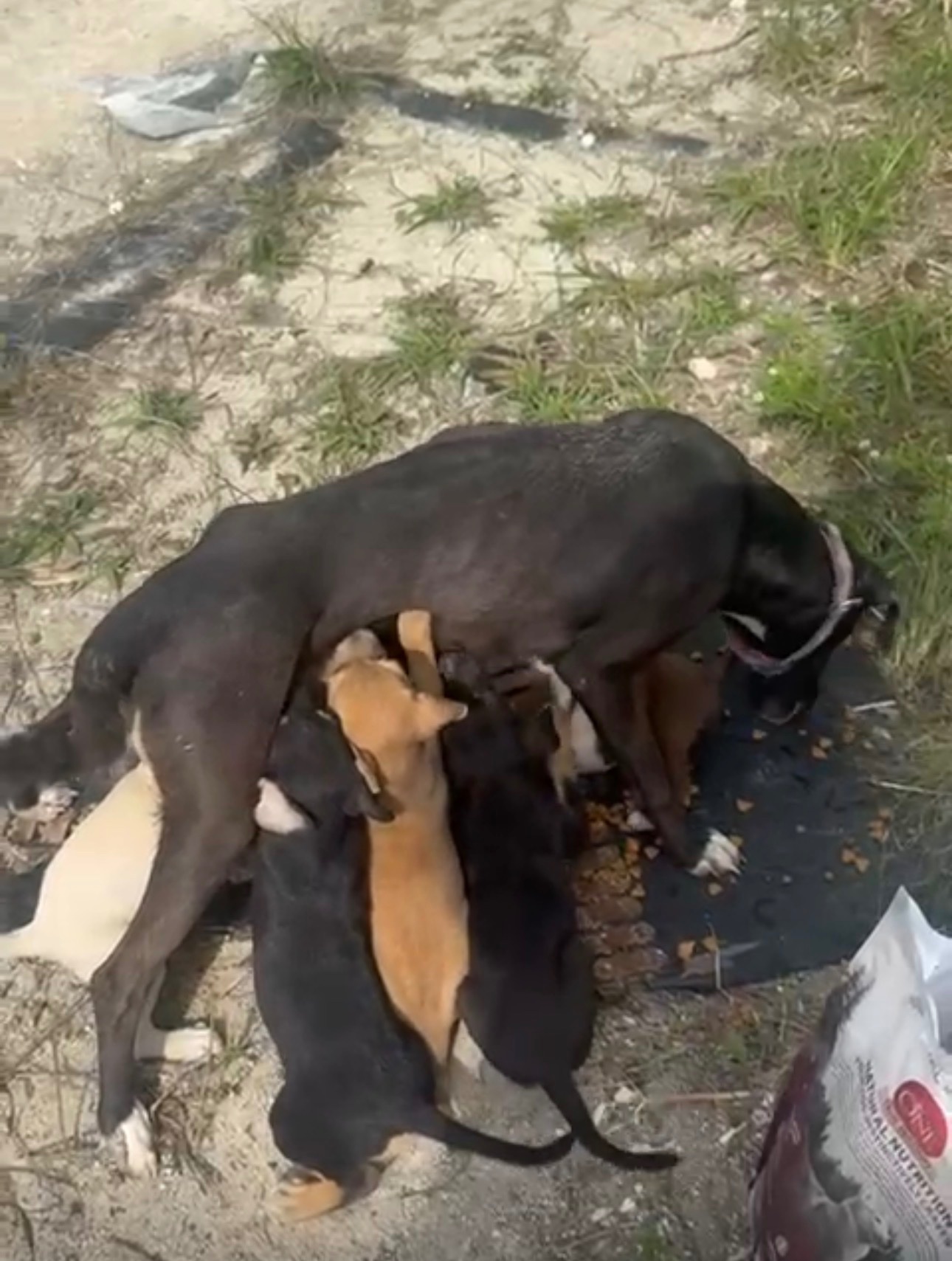 Foto van campagne Help Save the Forgotten Street Dogs of Jamaica ⭐, 2 van 8