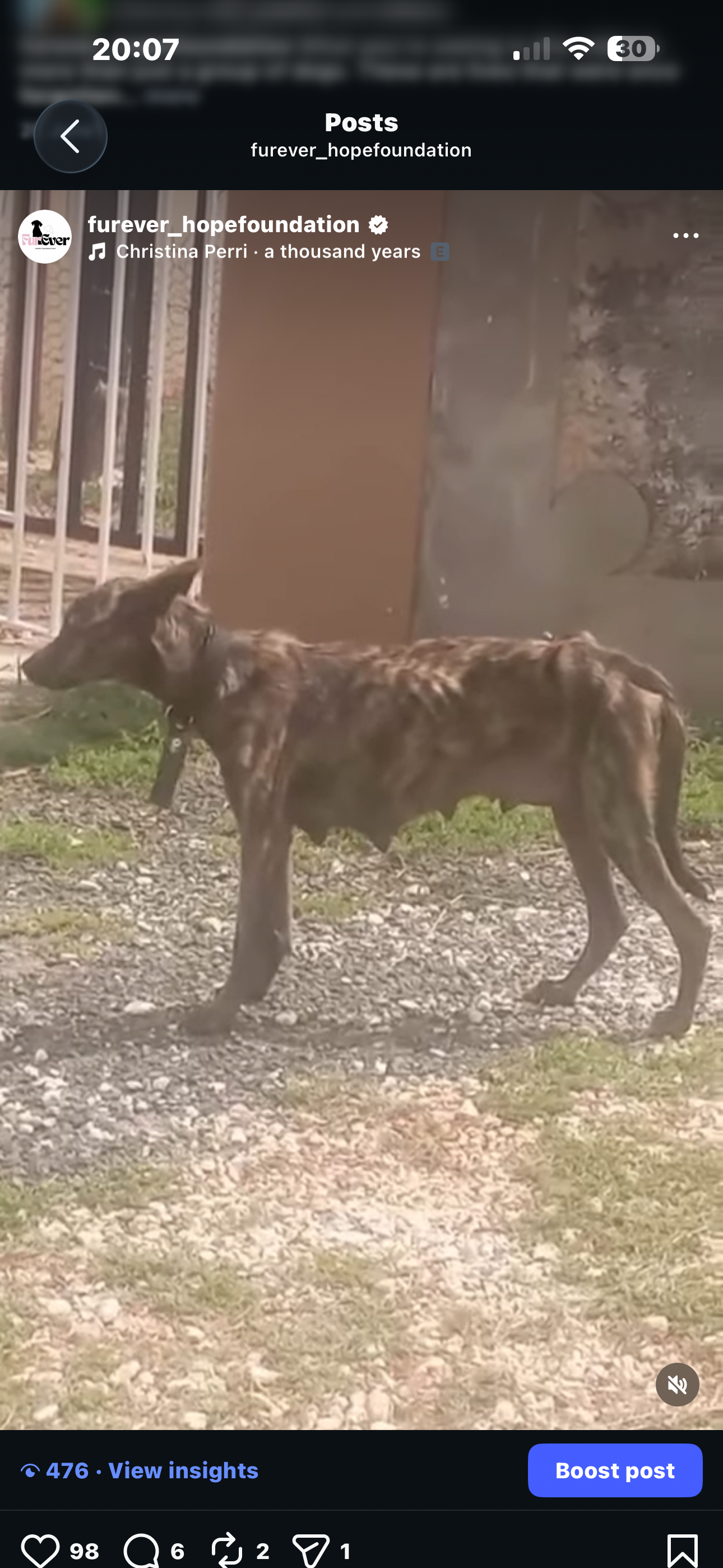 Foto van campagne Help Save the Forgotten Street Dogs of Jamaica ⭐, 4 van 8
