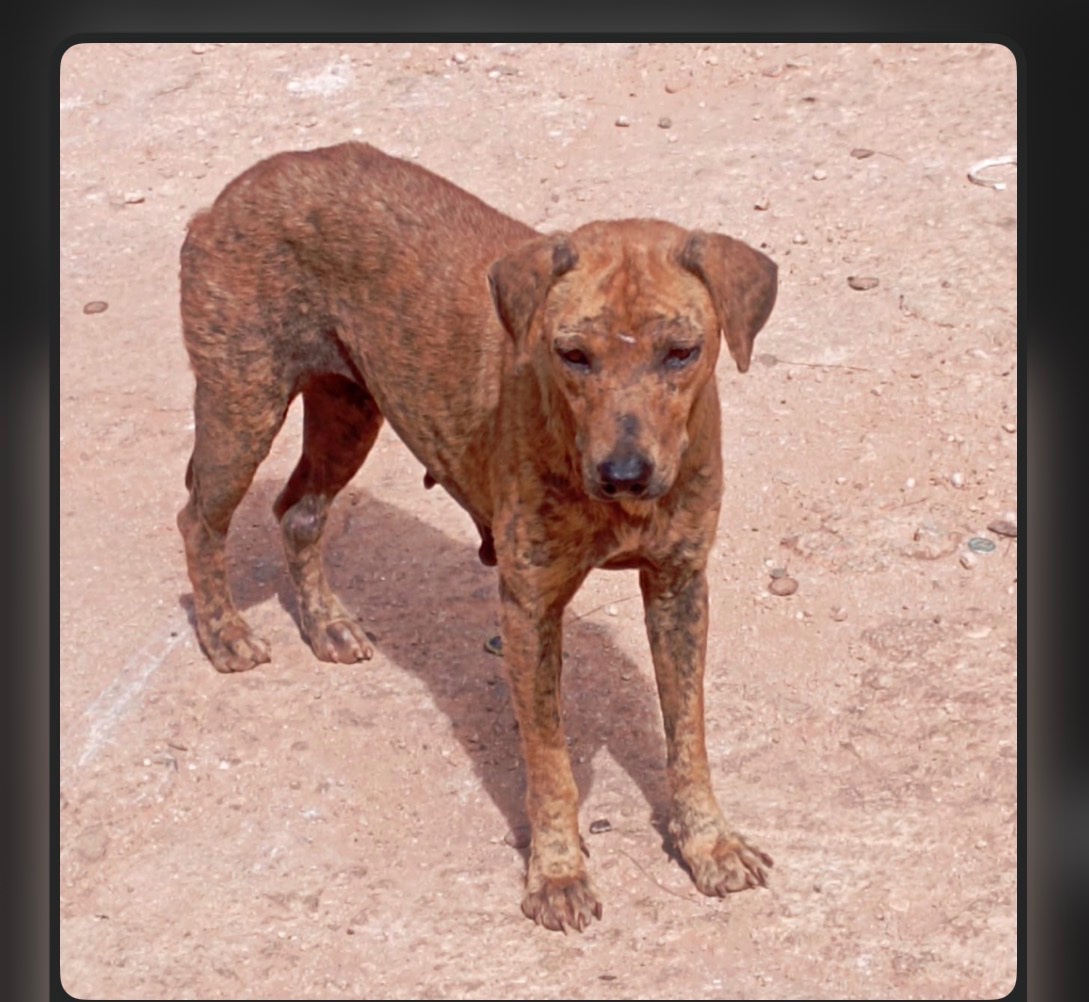 Foto van campagne Help Save the Forgotten Street Dogs of Jamaica ⭐, 5 van 8