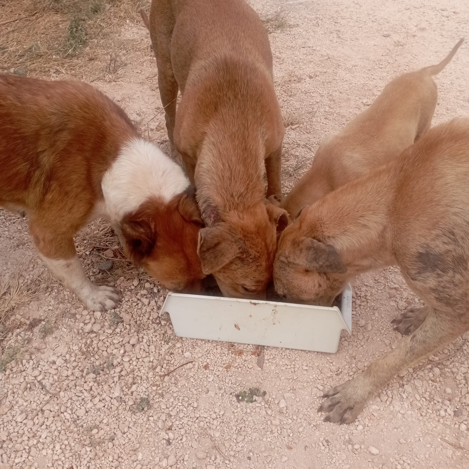 Foto van campagne Help Save the Forgotten Street Dogs of Jamaica ⭐, 6 van 8