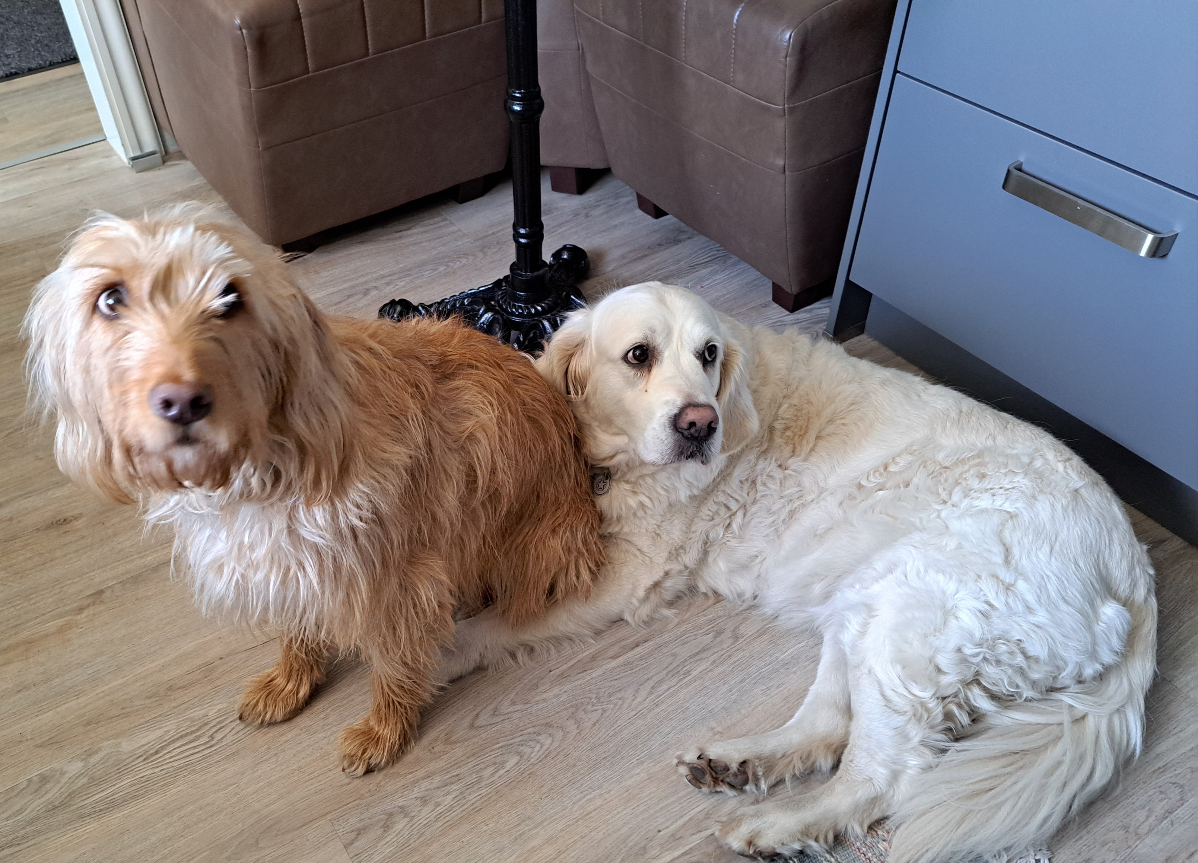Kampagnen-Foto für Ein Herz für Nala. Für schmerzfreie Schritte , 5 von 8