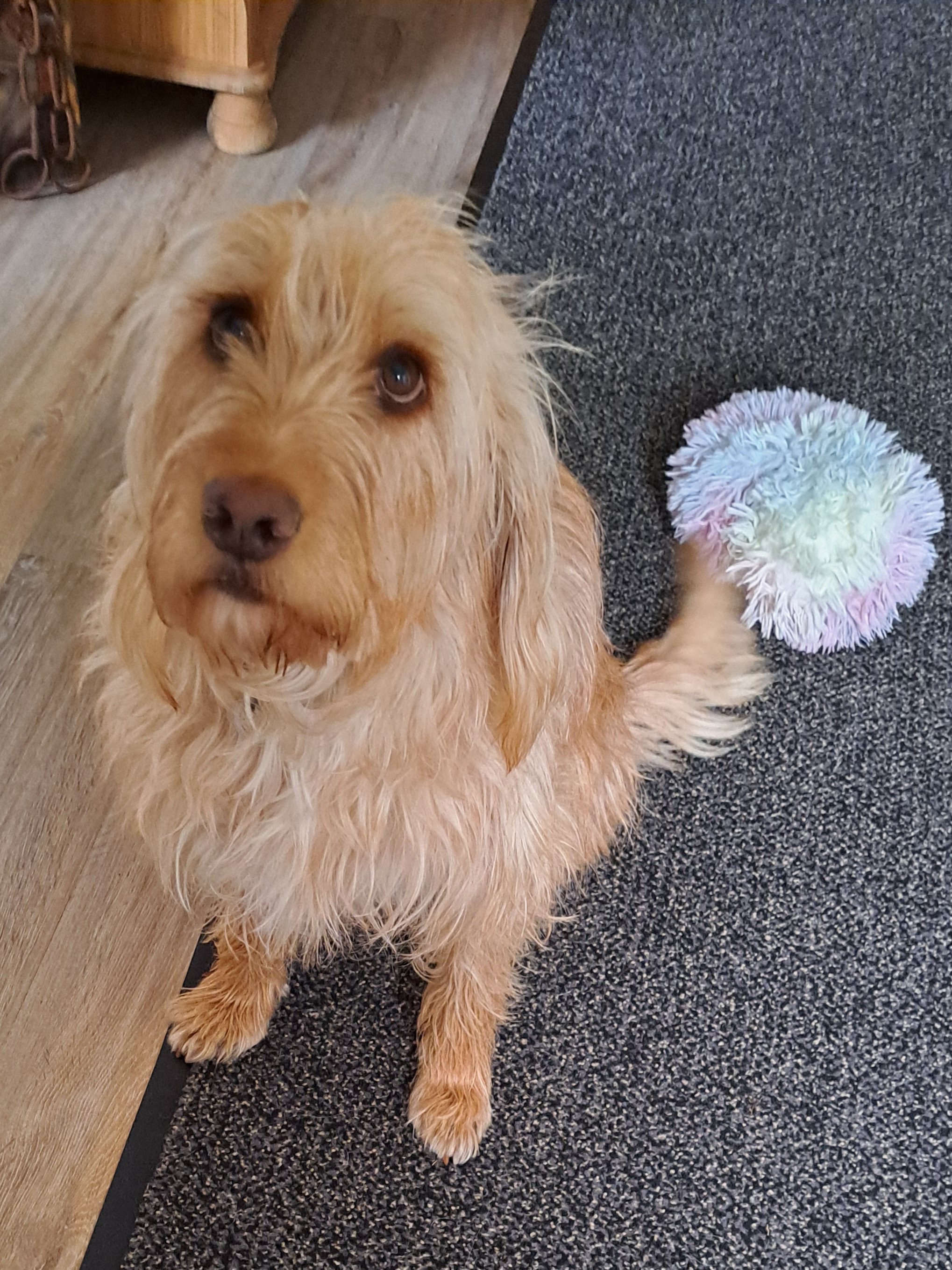 Kampagnen-Foto für Ein Herz für Nala. Für schmerzfreie Schritte , 6 von 8