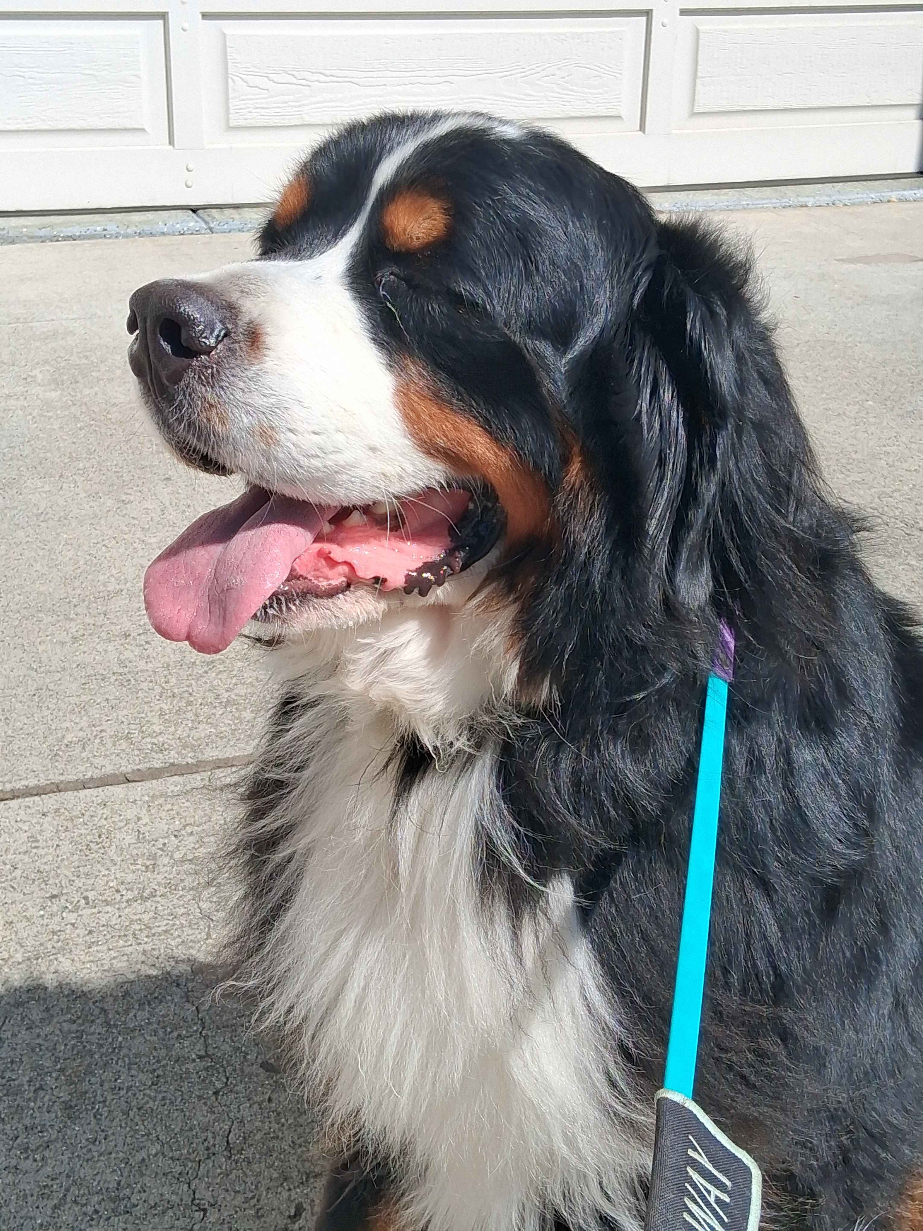 Help Sol Walk Again: ACL Surgery Fundraiser campaign photo, 2 of 8