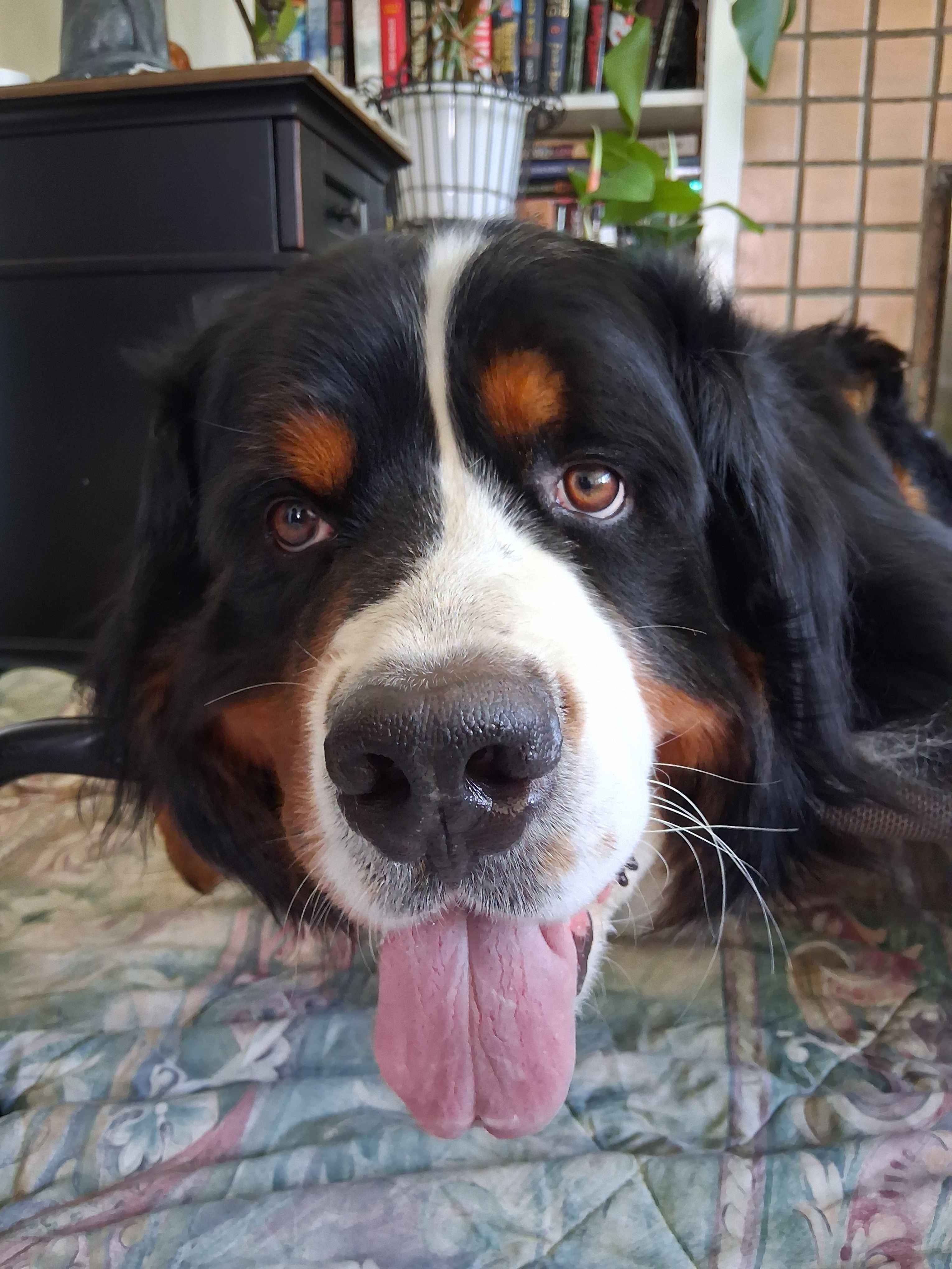 Help Sol Walk Again: ACL Surgery Fundraiser campaign photo, 4 of 8