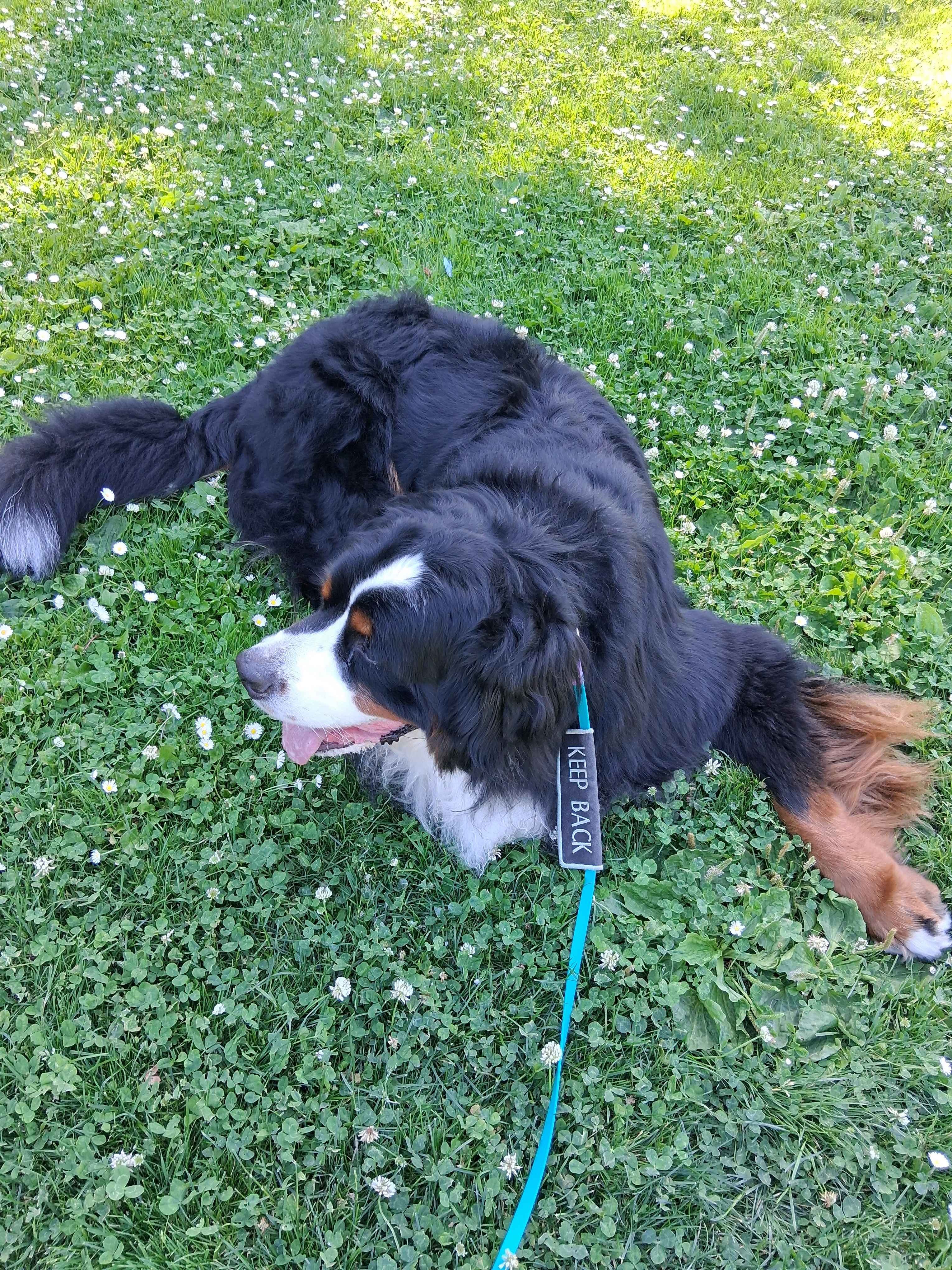 Help Sol Walk Again: ACL Surgery Fundraiser campaign photo, 5 of 8