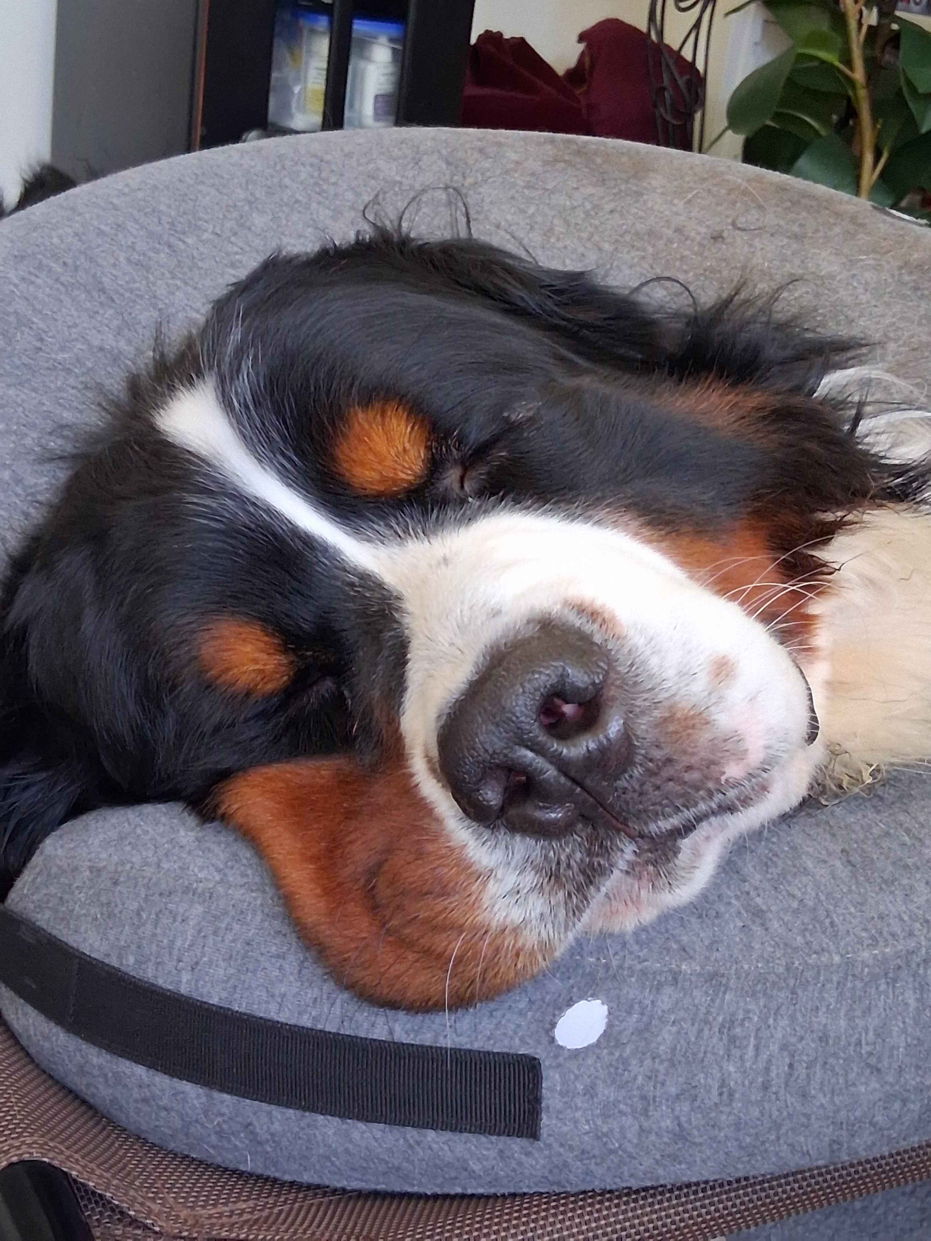 Help Sol Walk Again: ACL Surgery Fundraiser campaign photo, 6 of 8