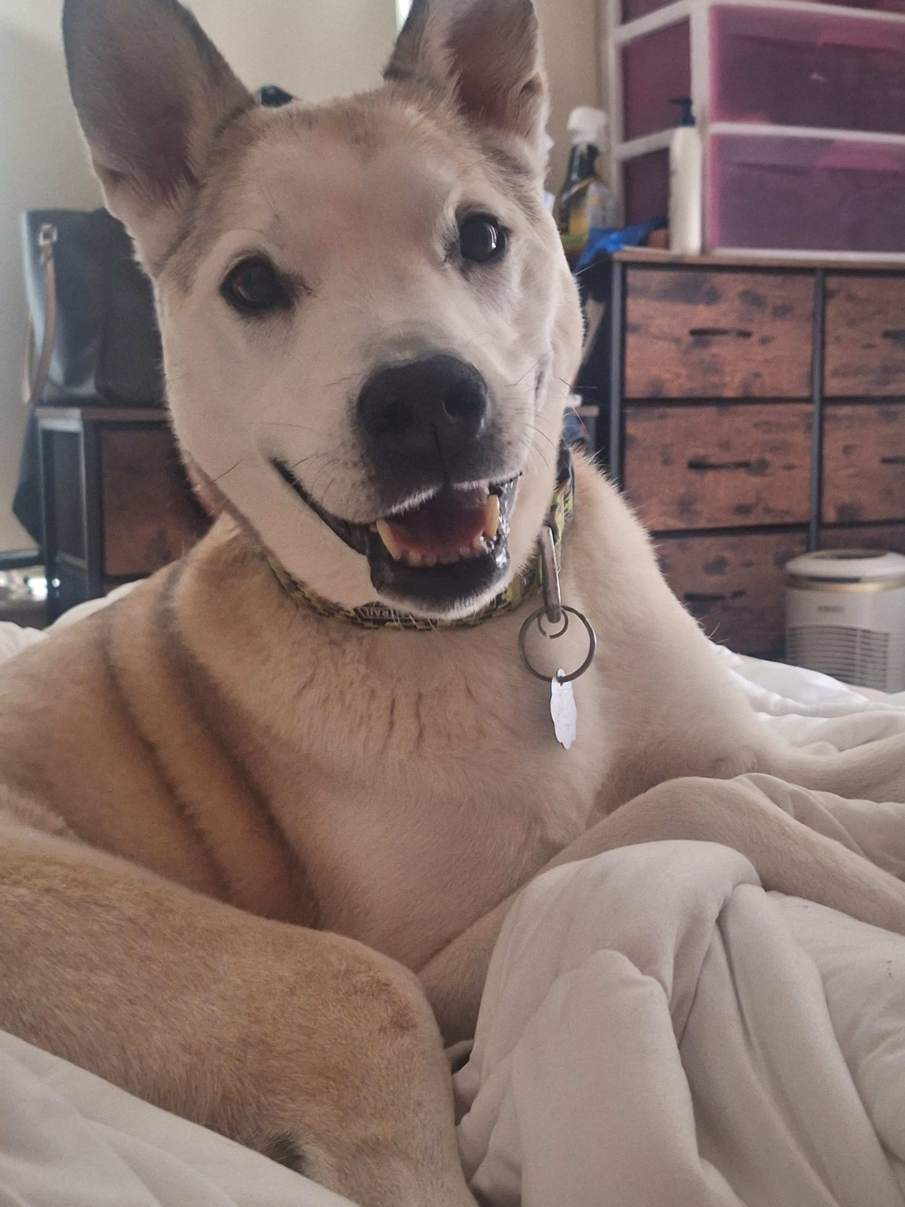 Help Thor With Knee Treatment campaign photo, 2 of 13