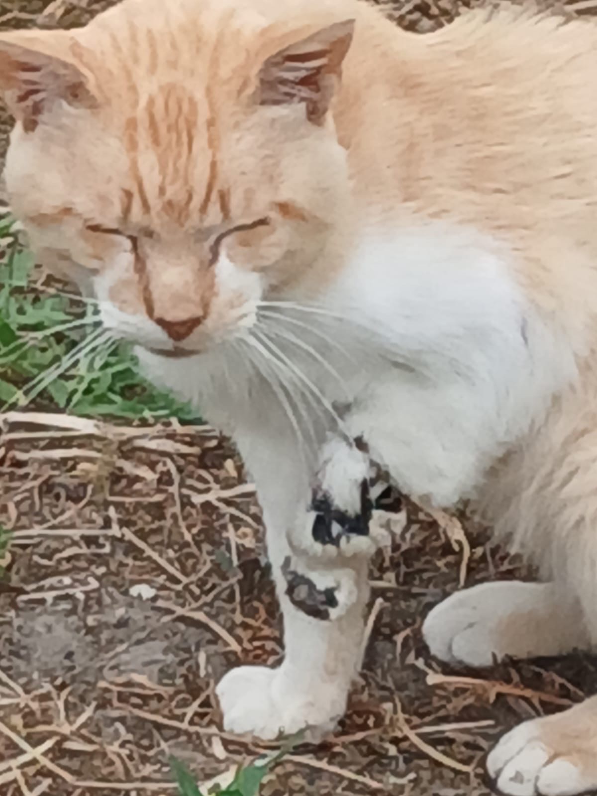Urgent appeal to help an injured Cat campaign photo, 2 of 6