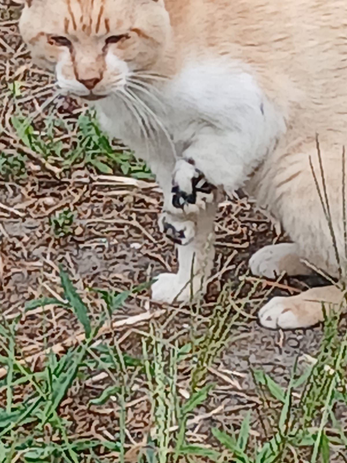 Urgent appeal to help an injured Cat campaign photo, 5 of 6