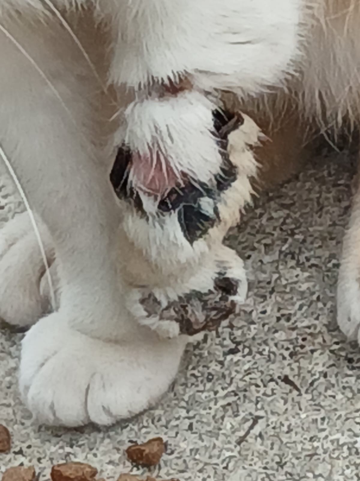 Urgent appeal to help an injured Cat campaign photo, 4 of 6