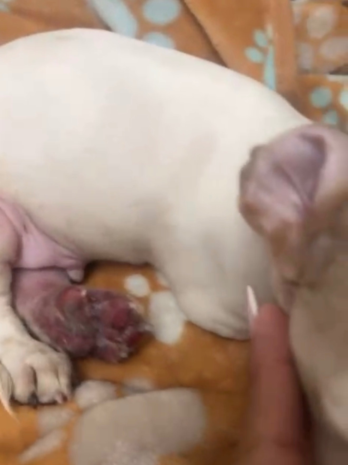 Save a Puppy’s Leg: Urgent Help Needed campaign photo, 6 of 6